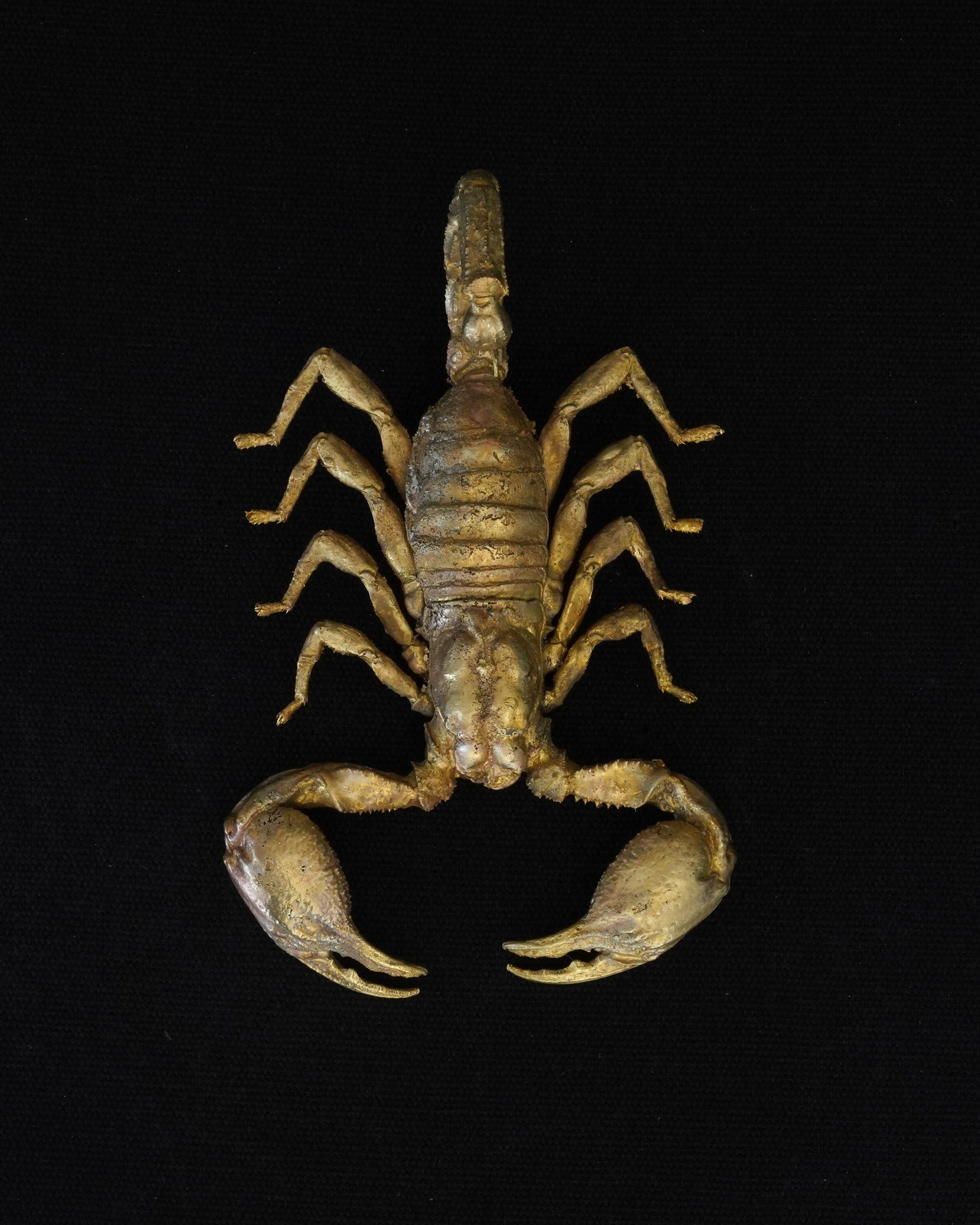 Scorpion