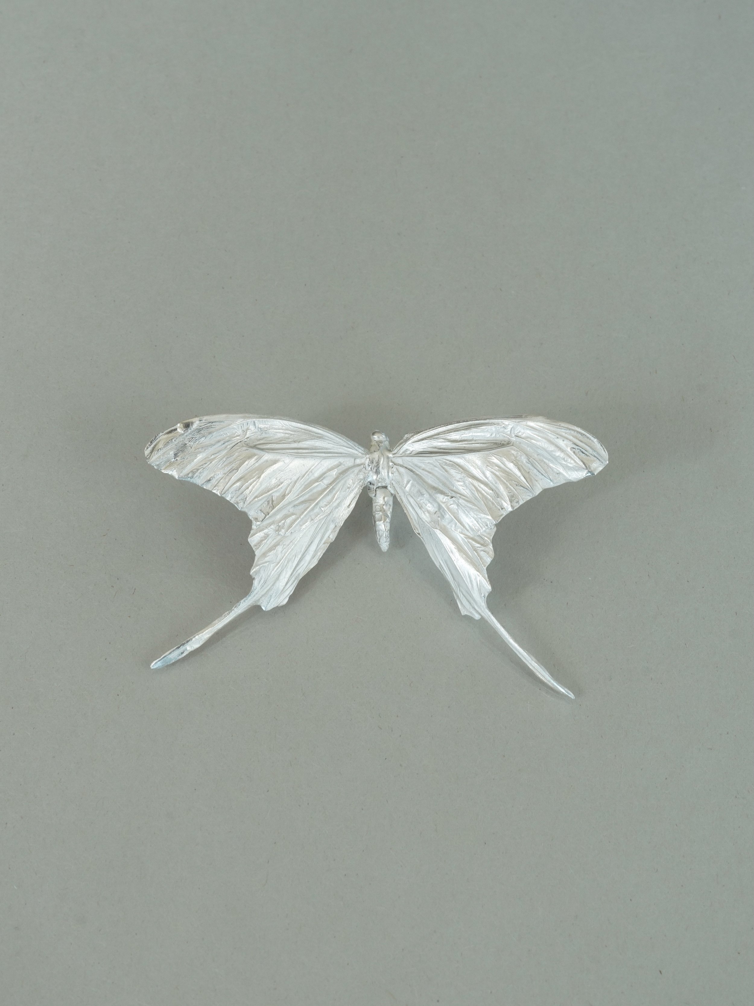 Long Tipped Butterfly