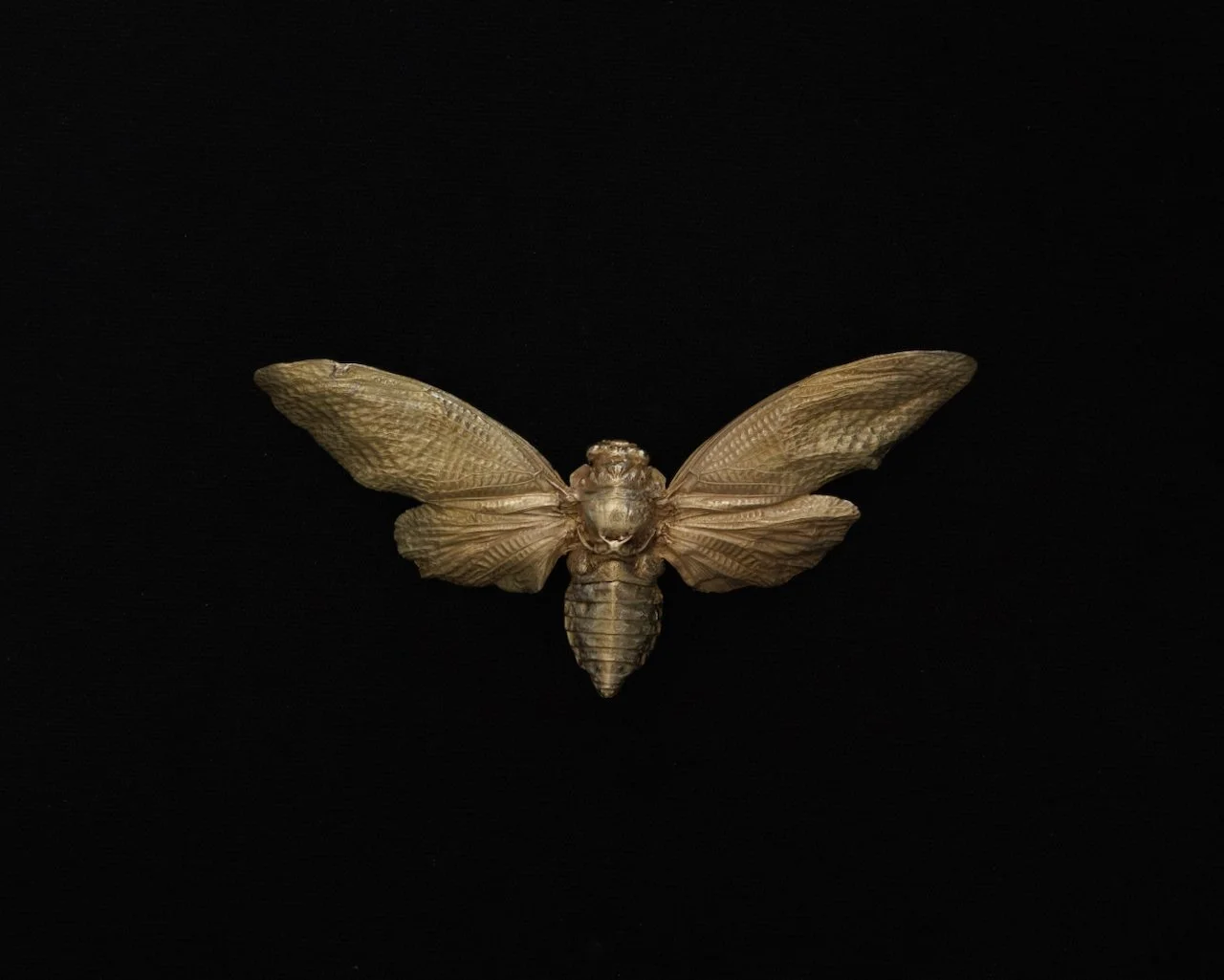 Brass Cicada