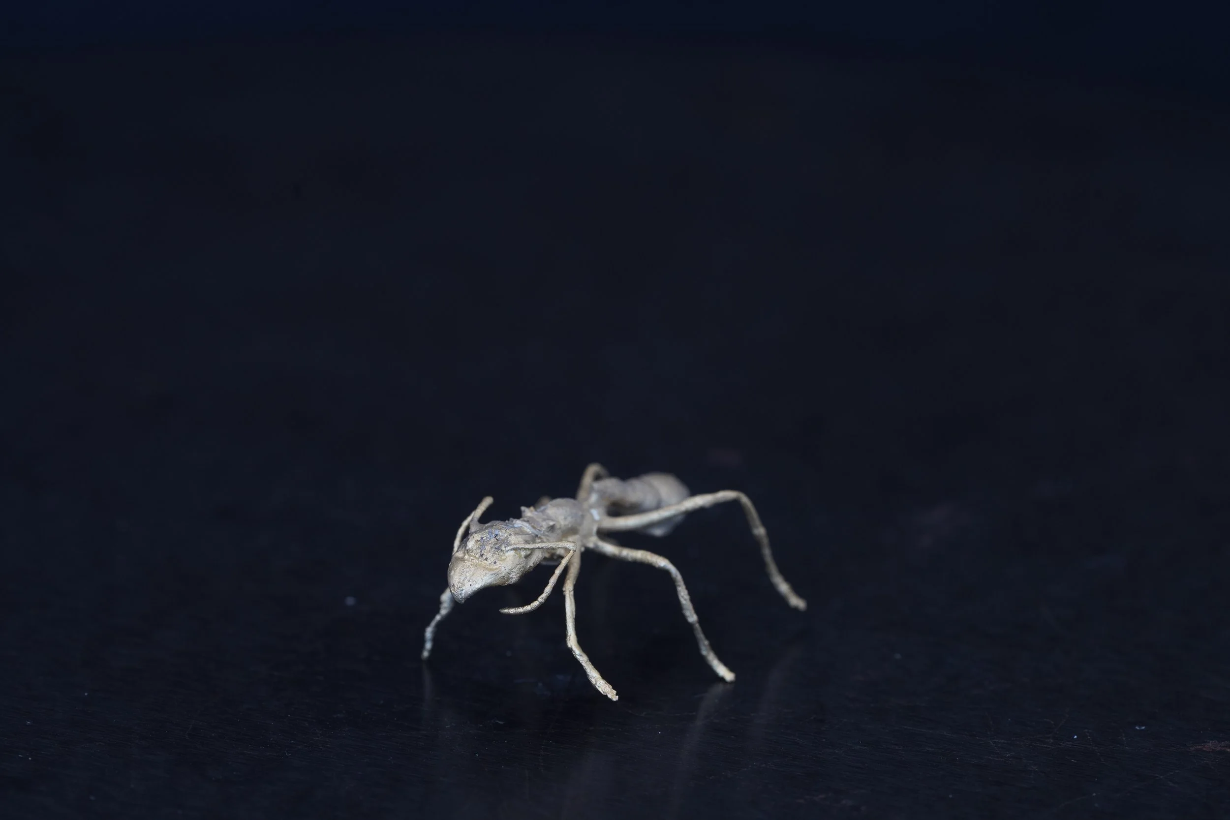 Ant