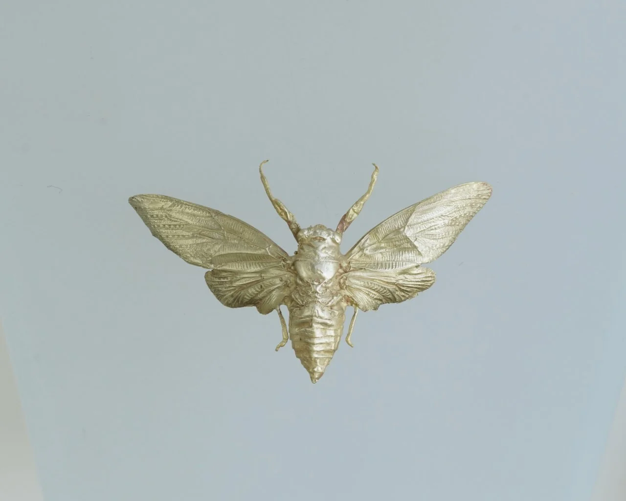 Red Devil Cicada