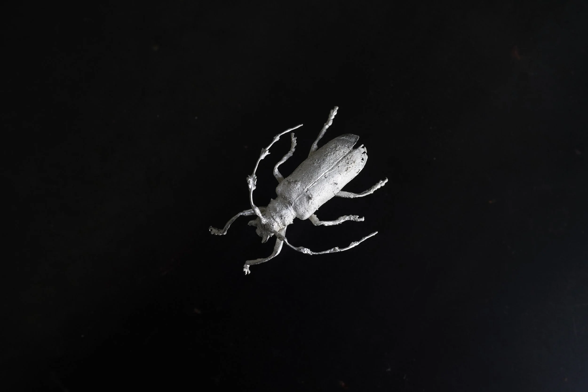 Asian Longhorn Beetle