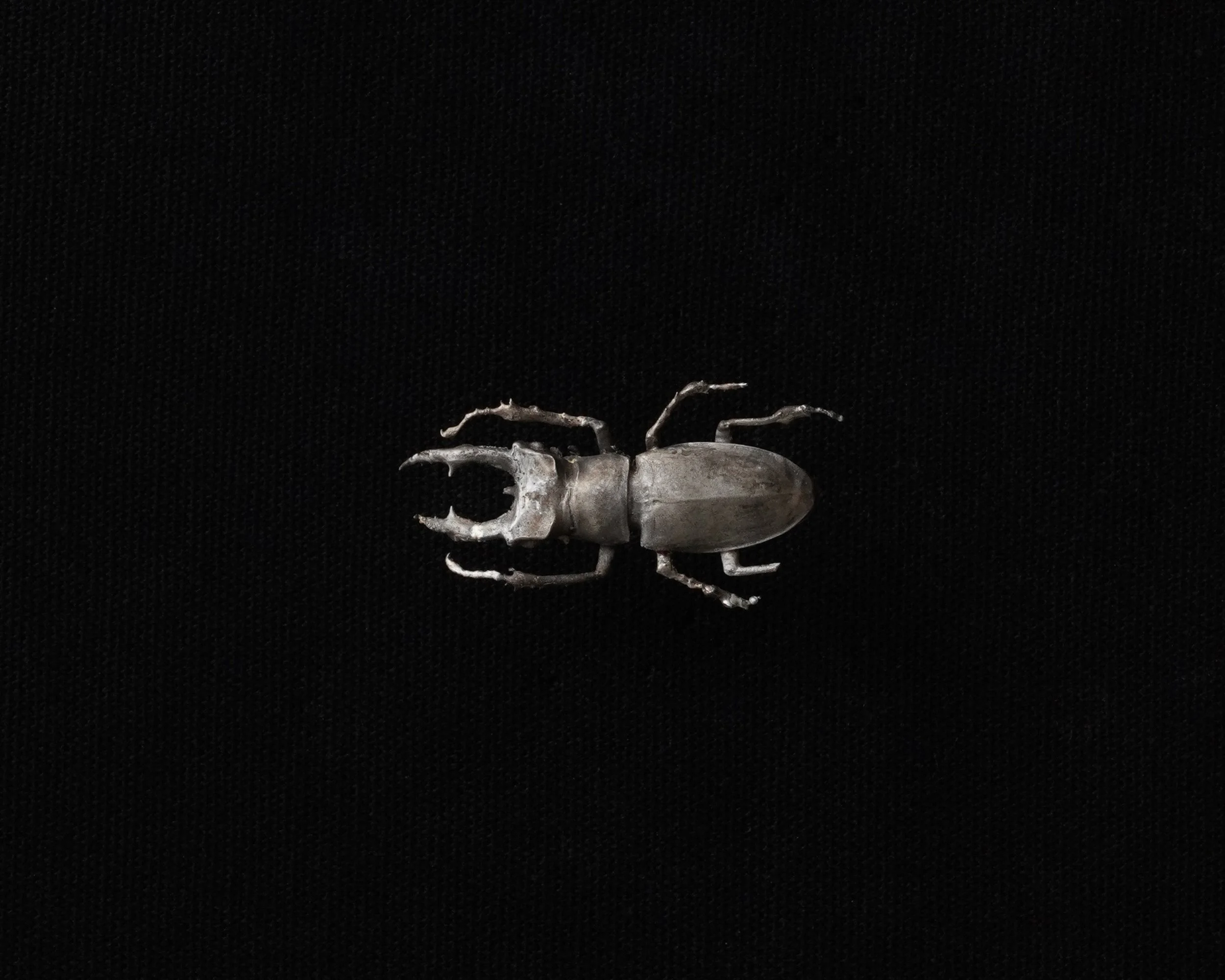 Small Stag Beetle