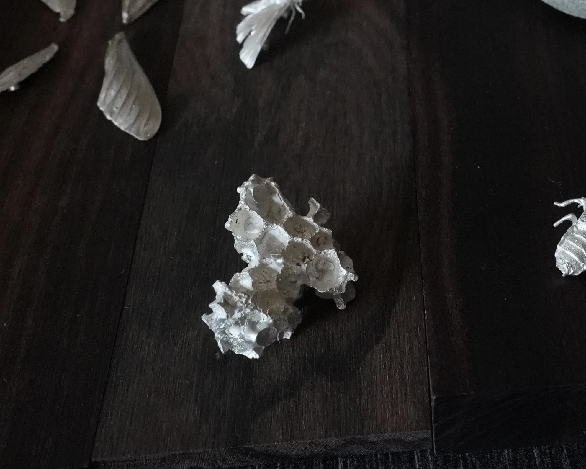 ENTOMON🪲ARCHIVE - 1 of 1.jpeg