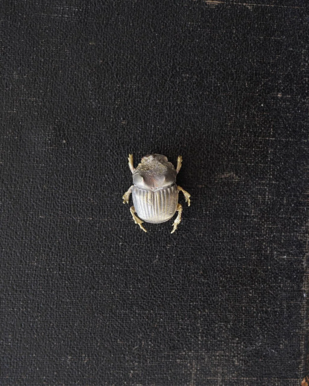 Small Scarab Beetle