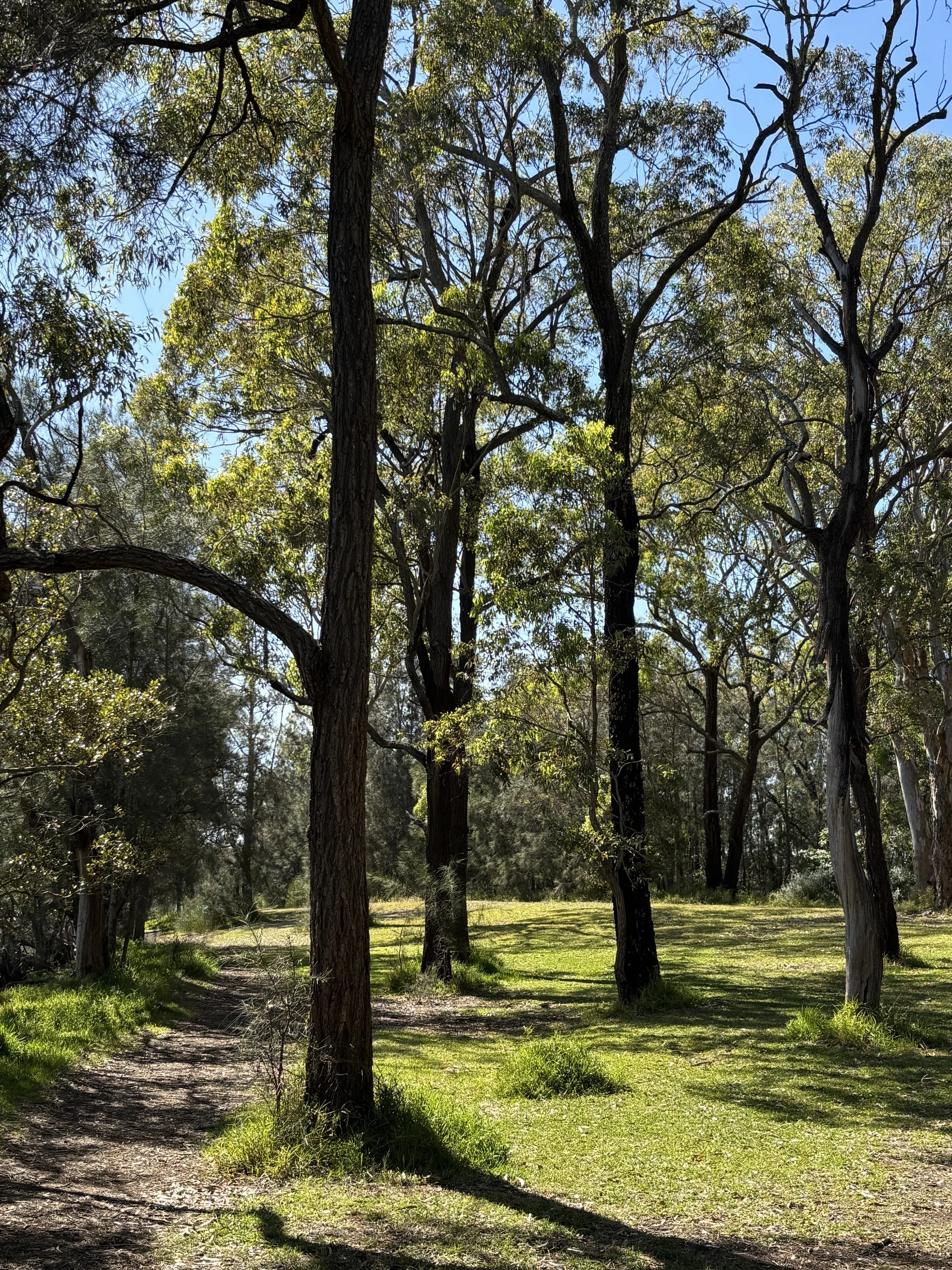 A forest scene with tall trees, a dirt trail, and bright sunlight creating shadows on the grass and path. Clear blue sky visible through the canopy.