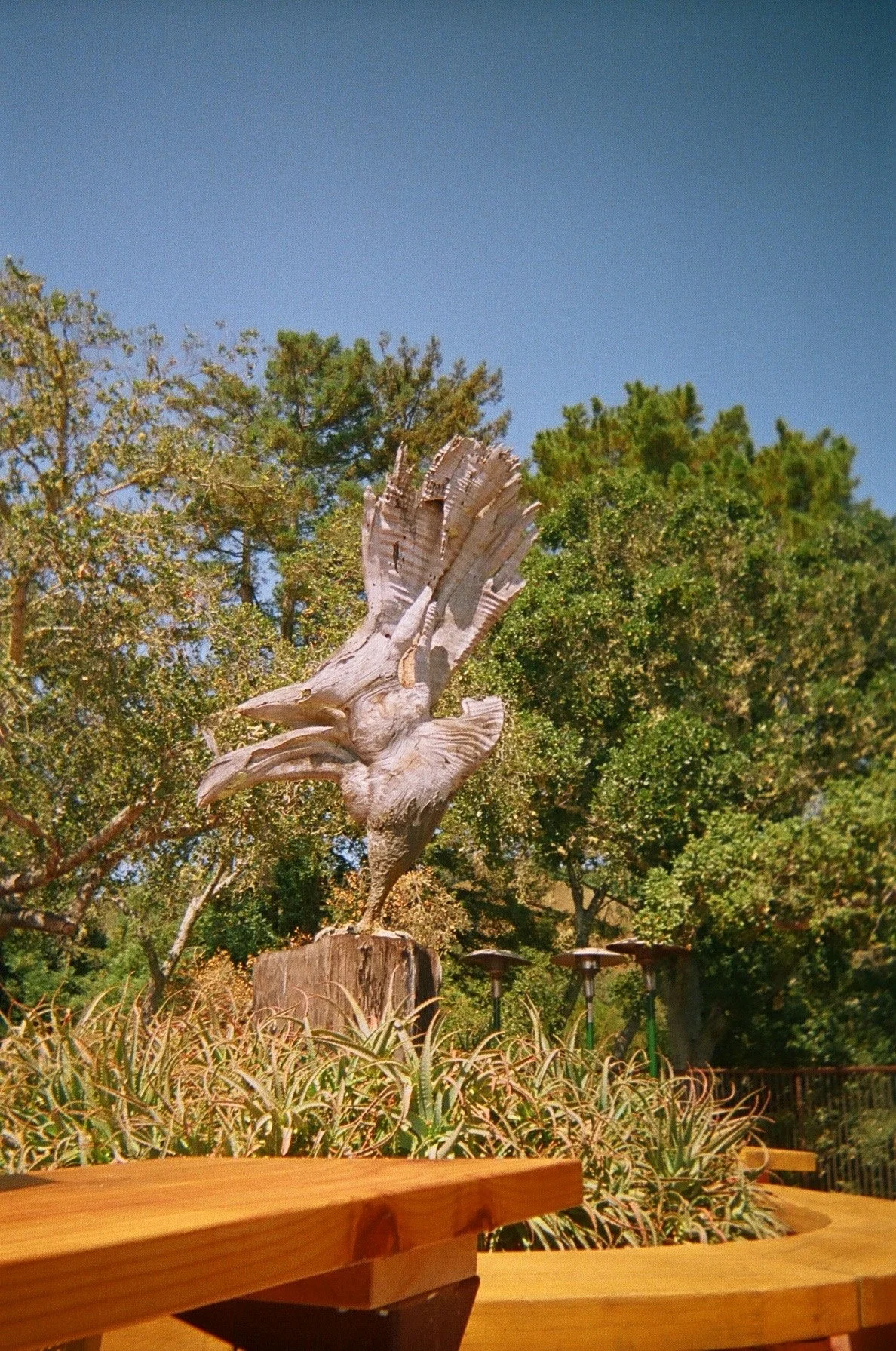 Elana Kline Art Photography: Wood sculpture of an eagle with wings spread, mounted on a tree stump, surrounded by plants and trees in a park setting under a blue sky.