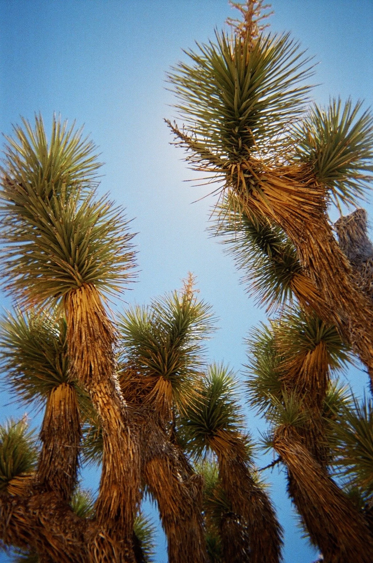 Elana Kline Art Photography: Looking up at tall Joshua trees with spiky green leaves against a clear blue sky.