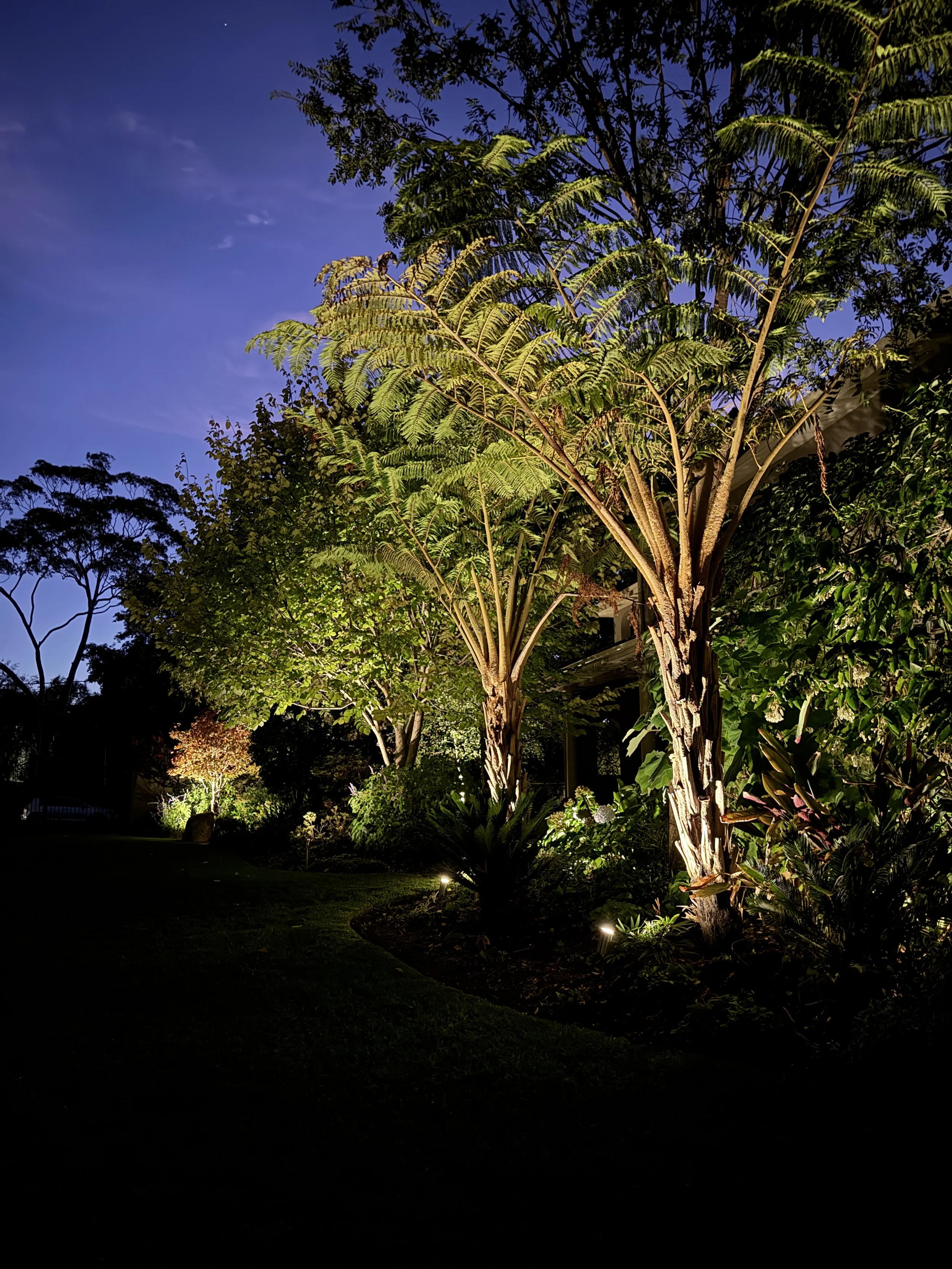 Toorak garden lighting, lighting outdoors over trees in brighton.