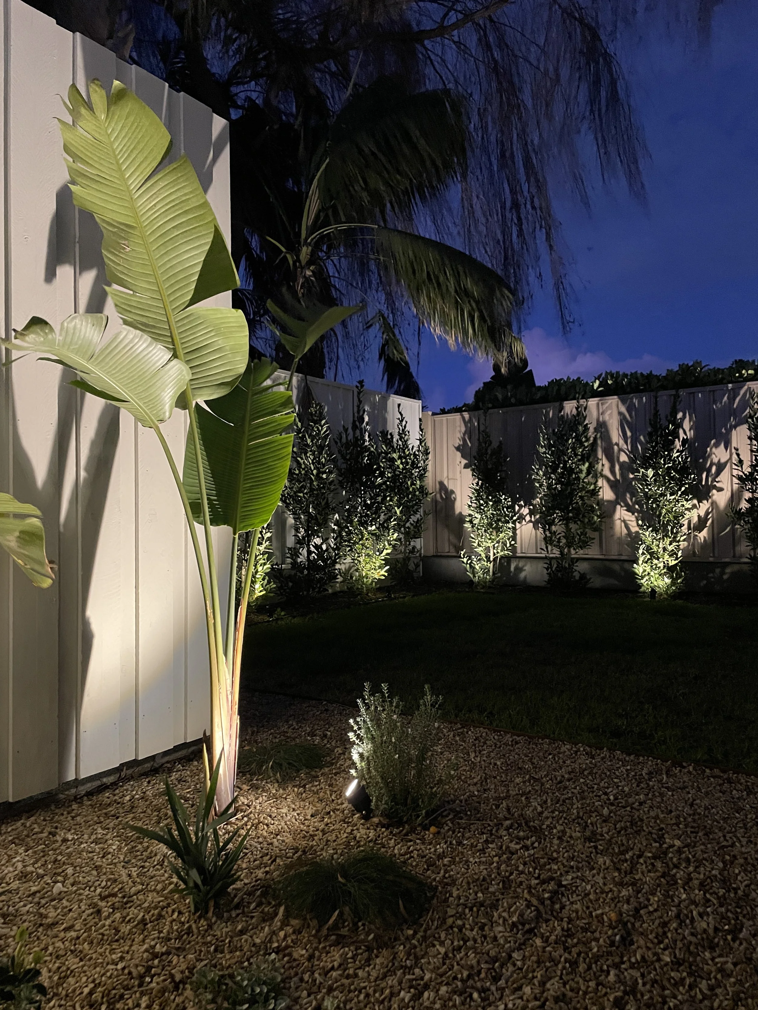 Nighttime backyard scene with tropical plants, including a tall banana or bird of paradise plant and palm trees, illuminated by landscape lights against a dark blue sky. Landscaping lighting