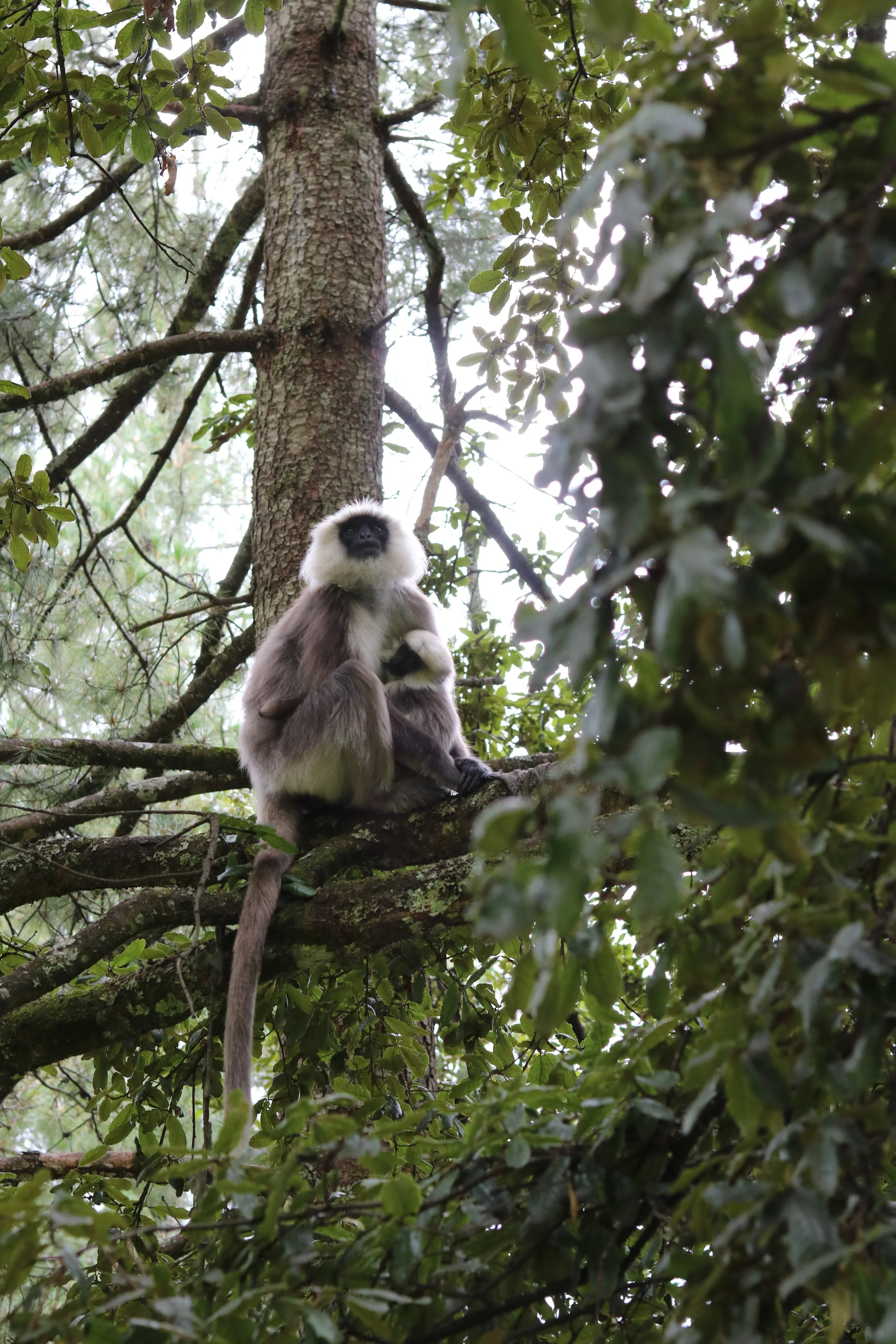 07 Langur Mother and Child