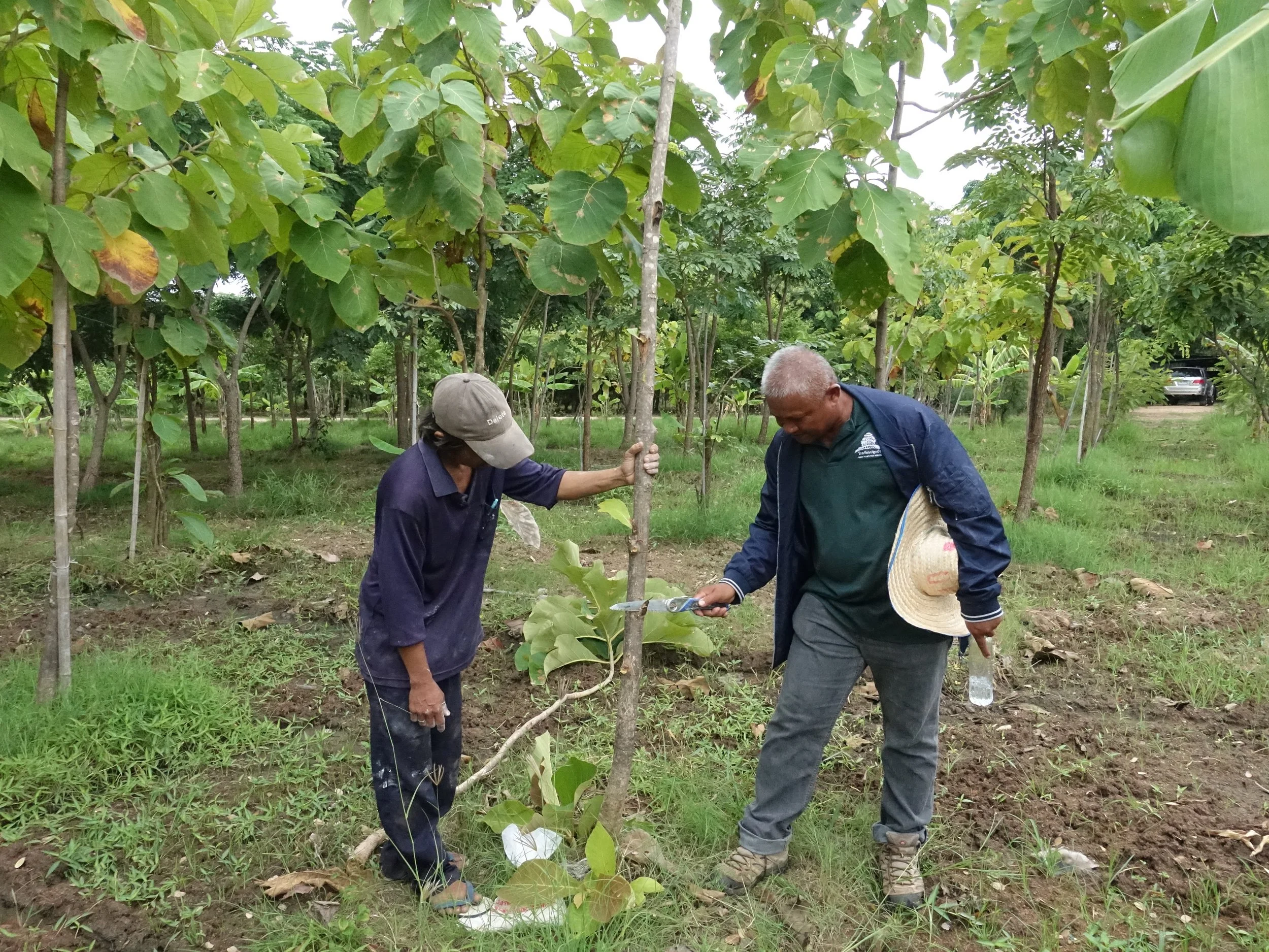  Ajarn Nopporn demonstrating proper pruning techniques 
