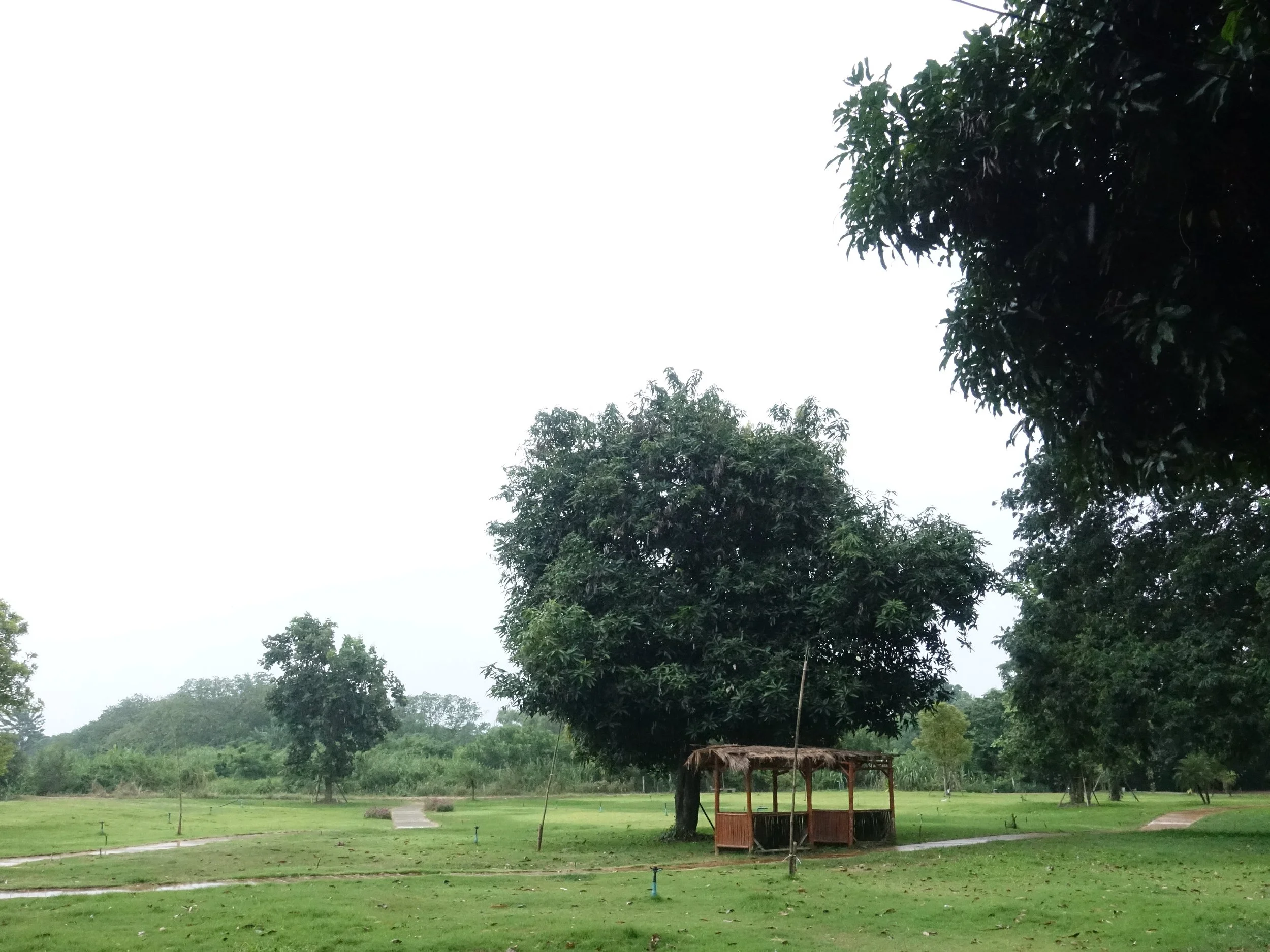 Tak Revival: First Step of the Journey