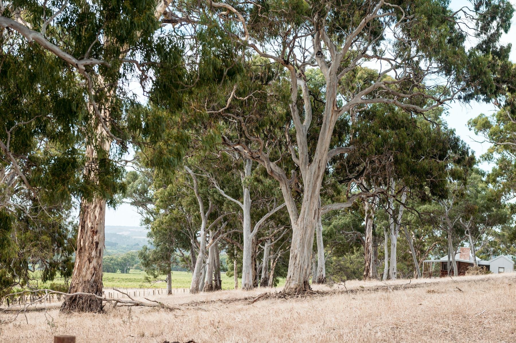 A field of dry grass with tall trees and green foliage in the background, and a couple of small buildings on the far right side.