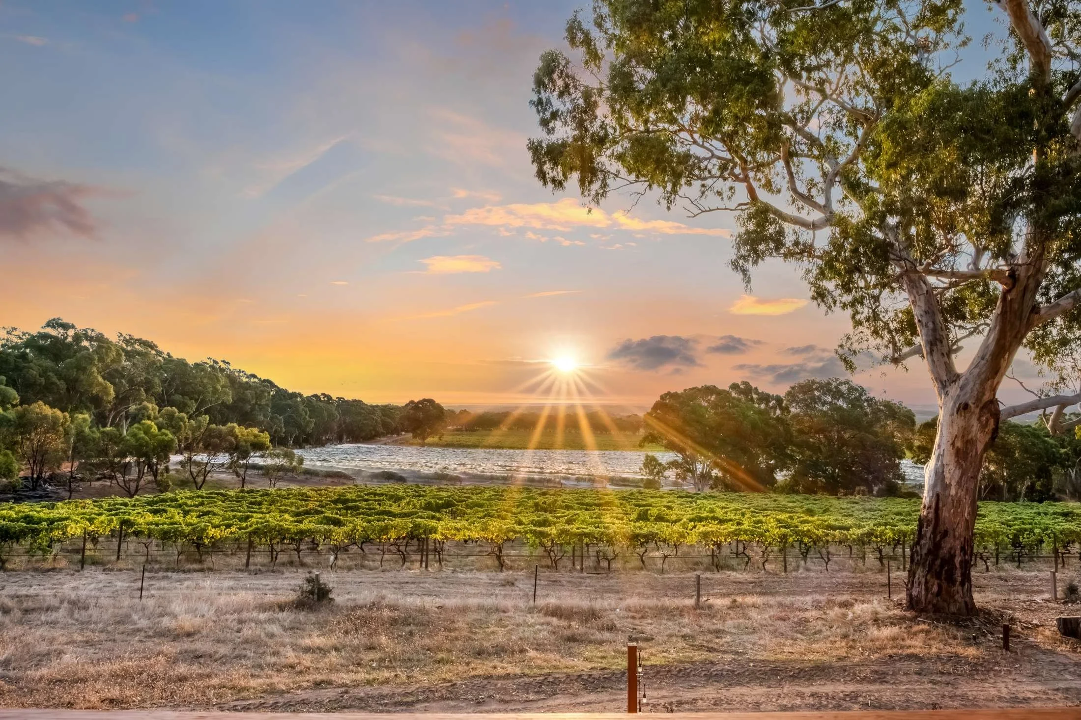 Sunset over a vineyard with a river, trees, and a large tree in the foreground.