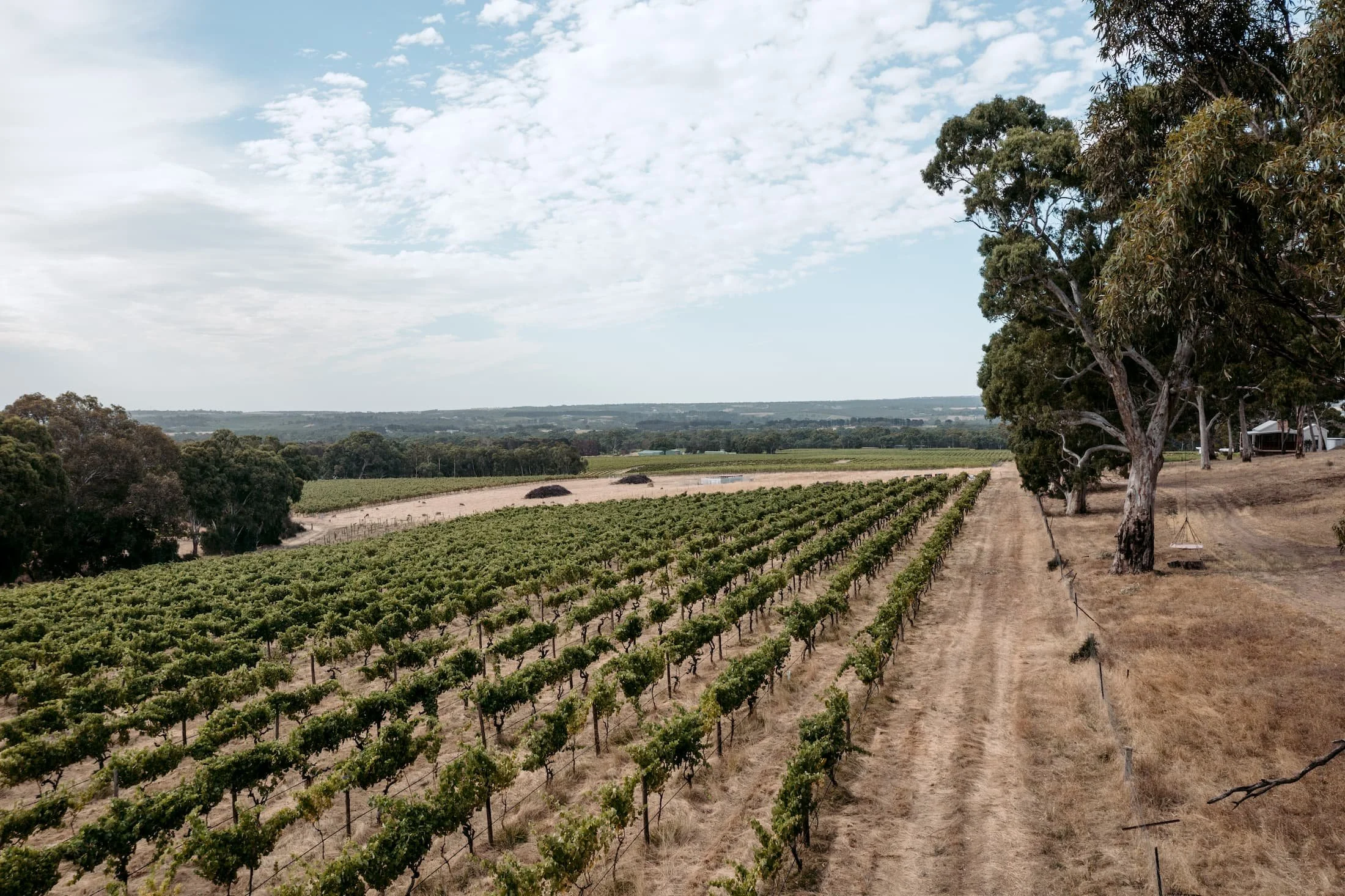 A vineyard with rows of grapevines on the left side and tall trees along a dirt path on the right side, under a partly cloudy sky.