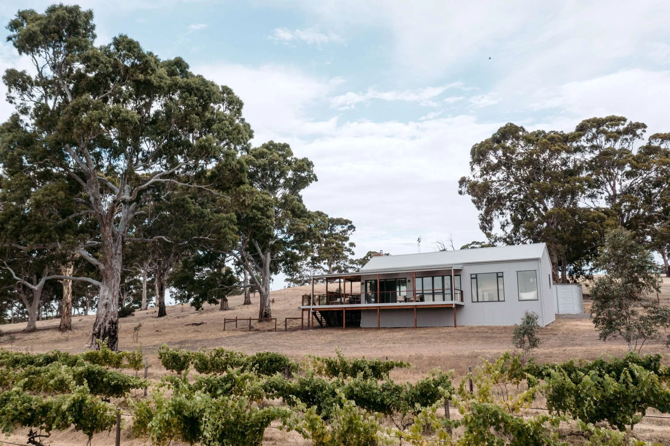 Modern white house on a hillside with large trees and vineyard in the foreground
