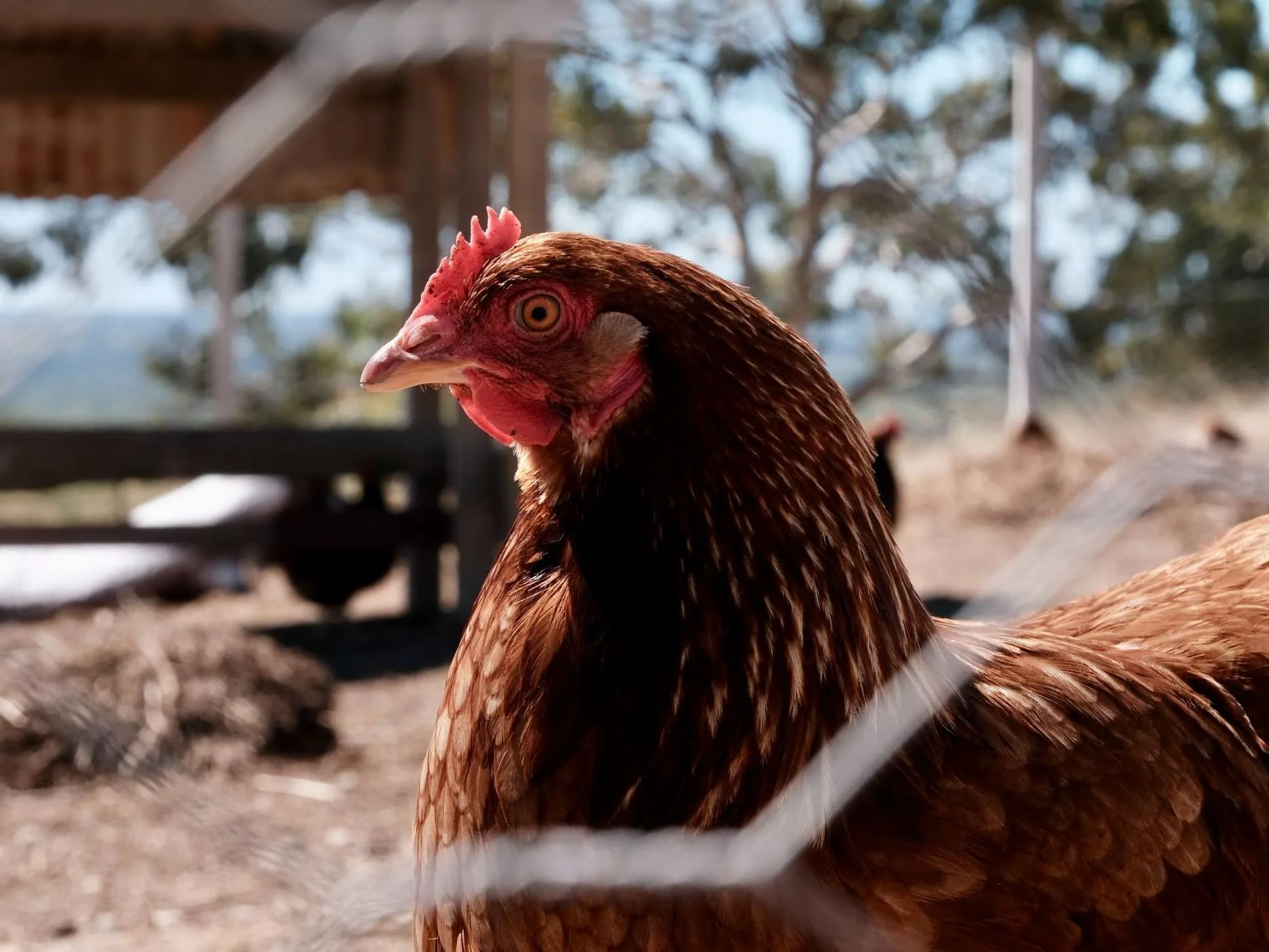 Close-up of a brown chicken behind a wire fence on a farm with trees in the background.