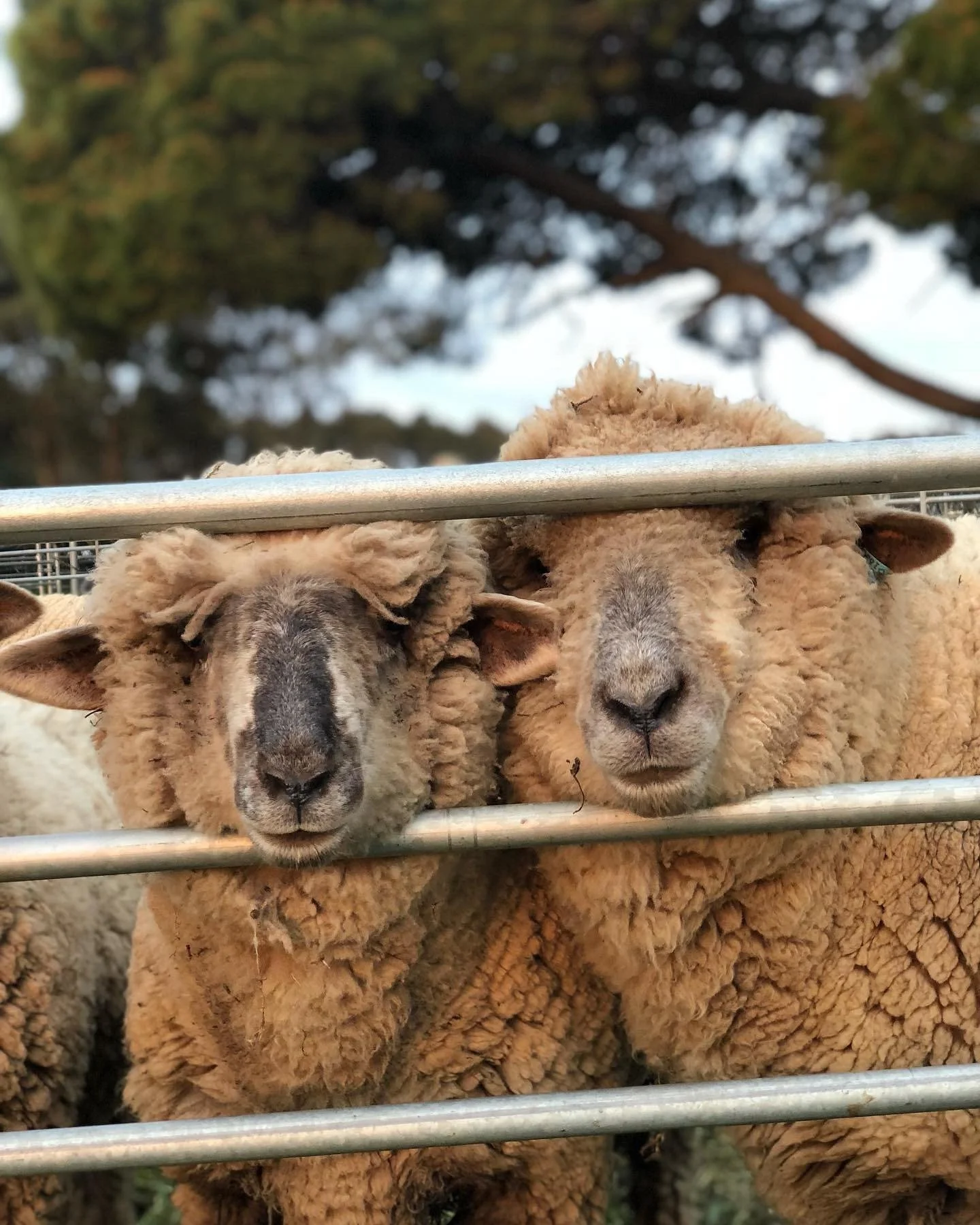 Two sheep with curly wool peering over a metal fence, with a background of trees and sky.