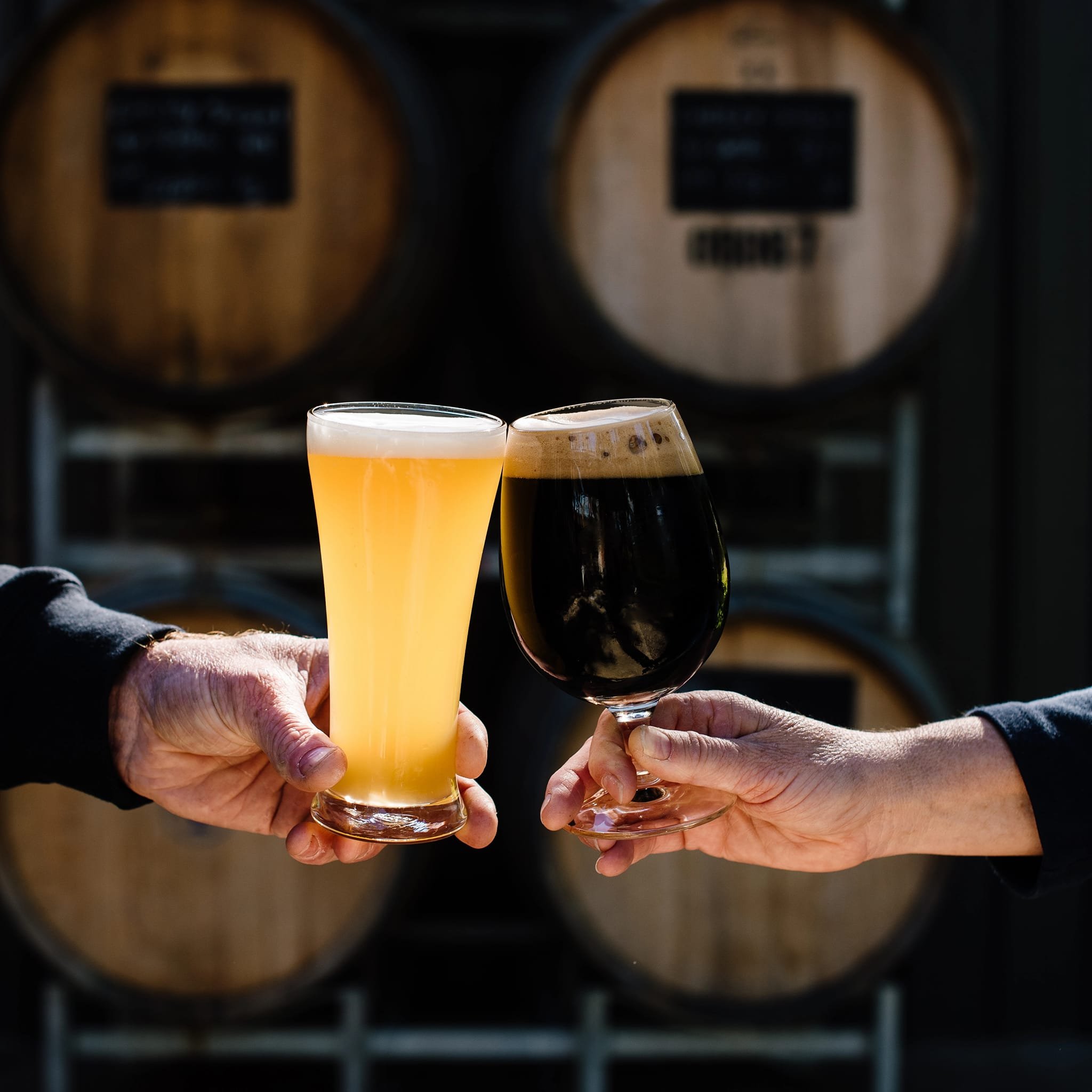 Two hands clinking glasses of different beers in front of stacked wooden barrels.