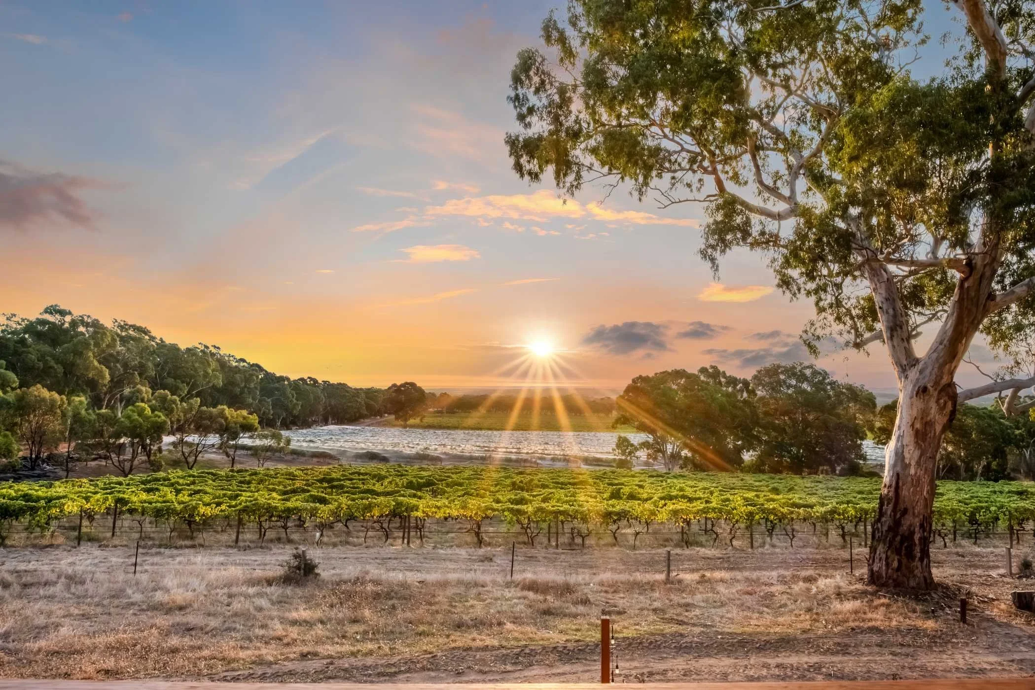 Sunset over a vineyard with green grapevines, a large tree on the right, and a river in the background, under a partly cloudy sky.