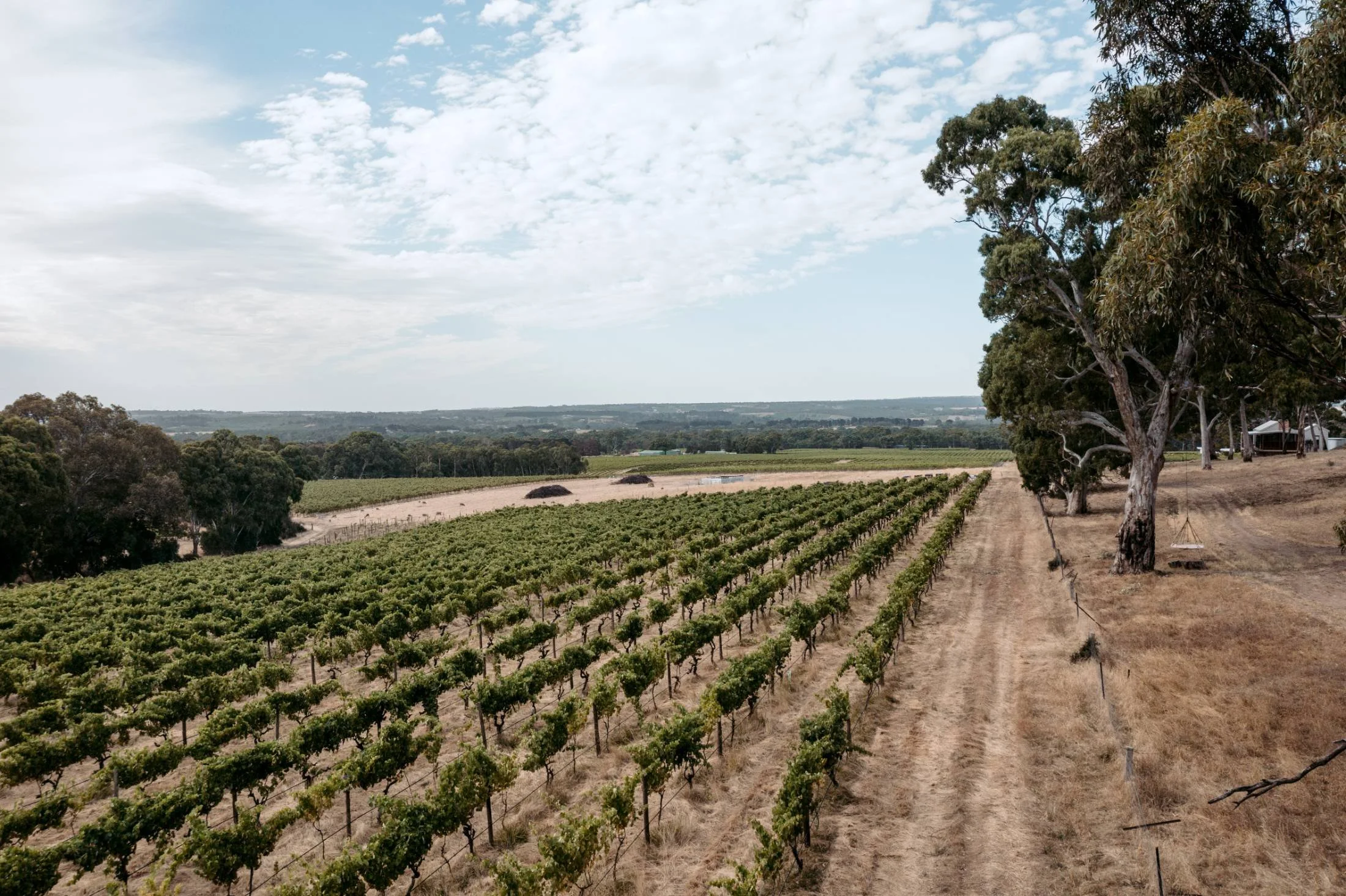 Vineyard with rows of grapevines, trees on the right side, and a dirt path in the foreground under a partly cloudy sky.