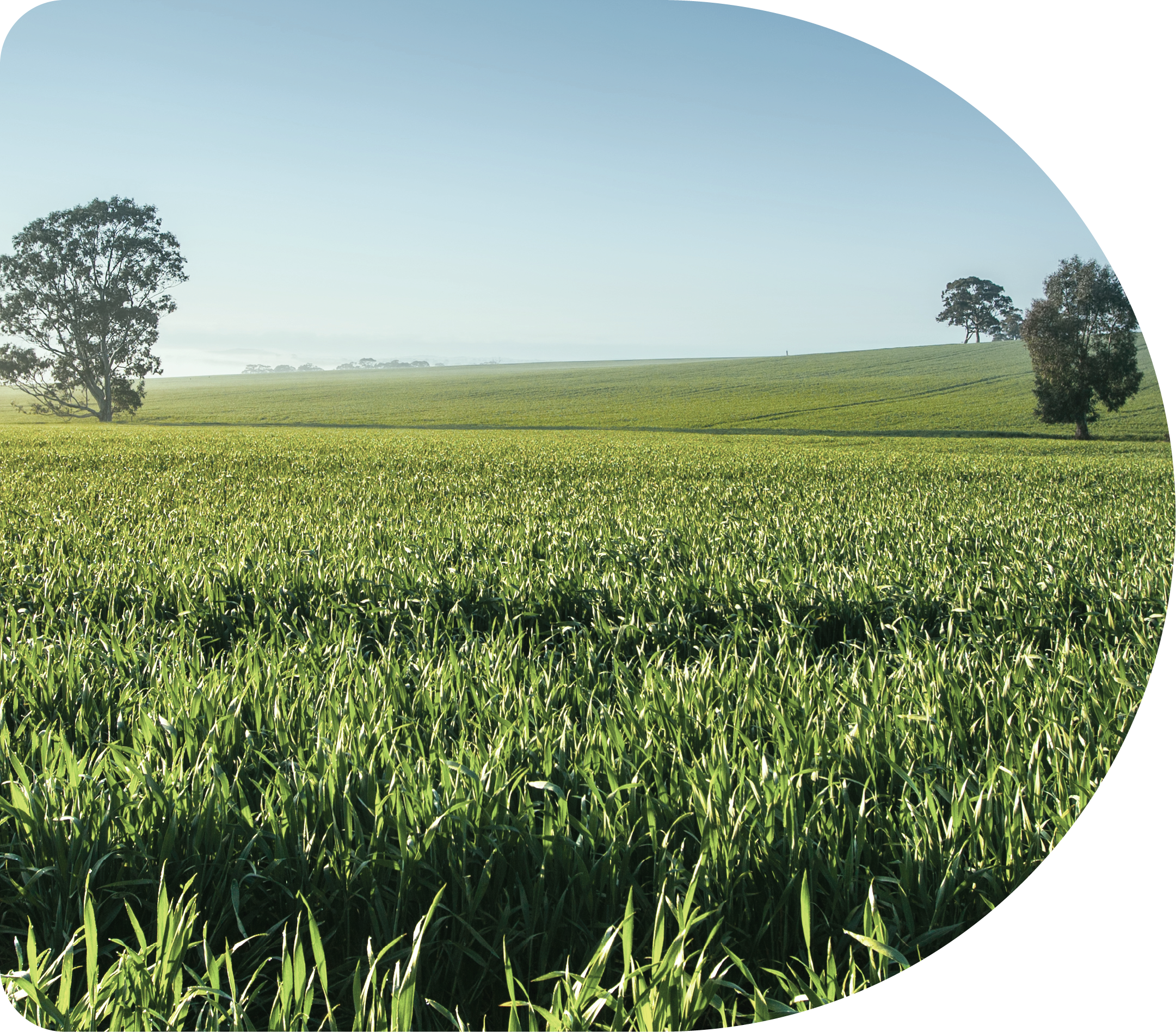 Open grassy field with trees on a clear day with a blue sky.