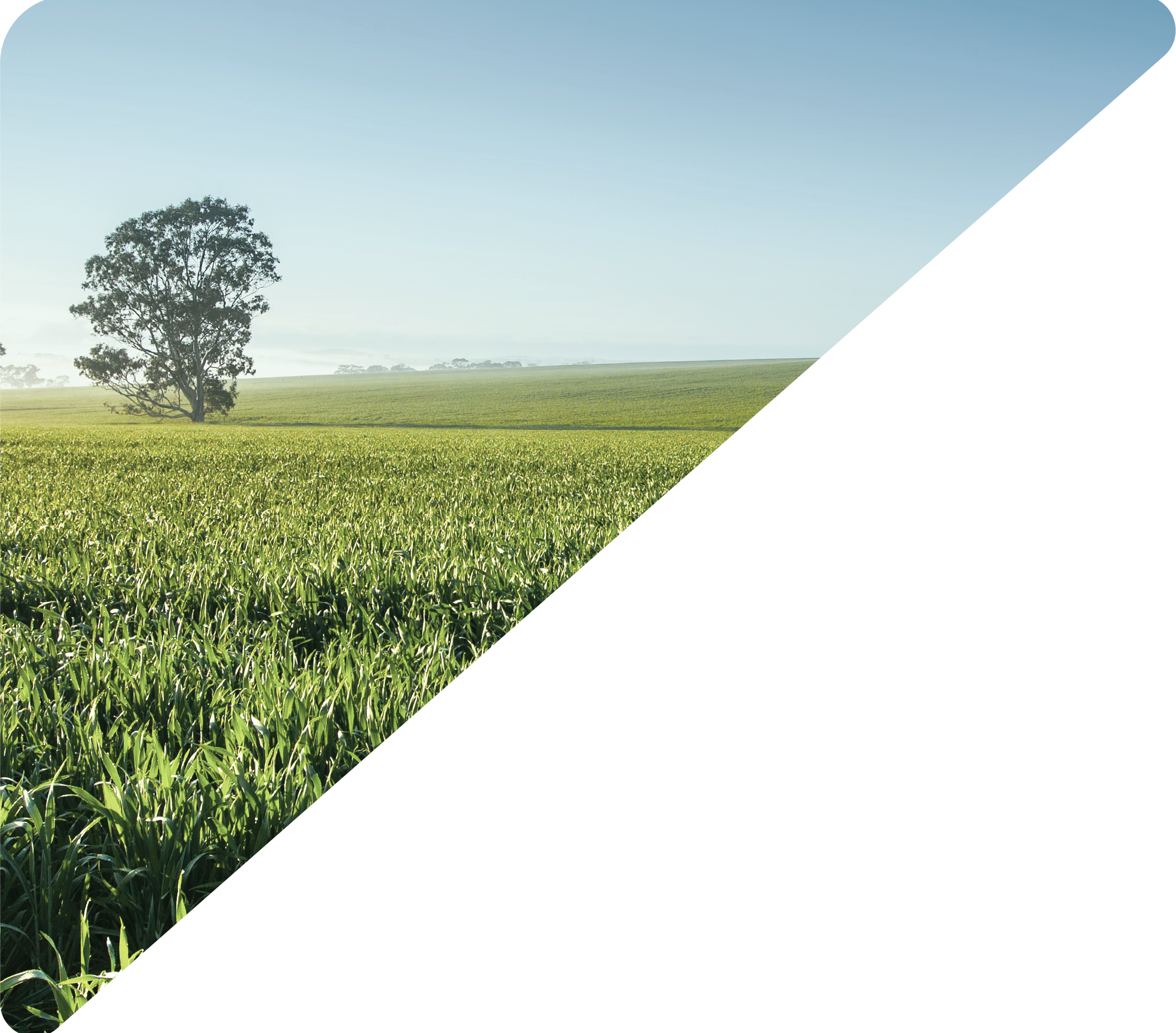 A green field of crops with a lone tree in the distance under a clear sky.