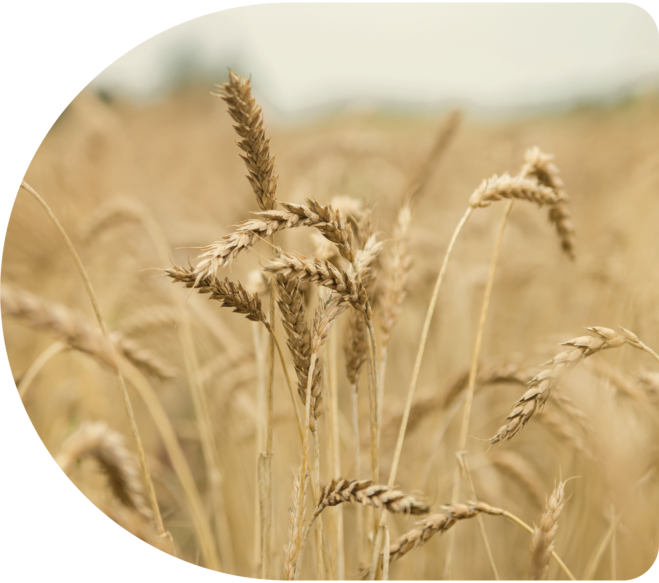Close-up of golden wheat stalks in a field.