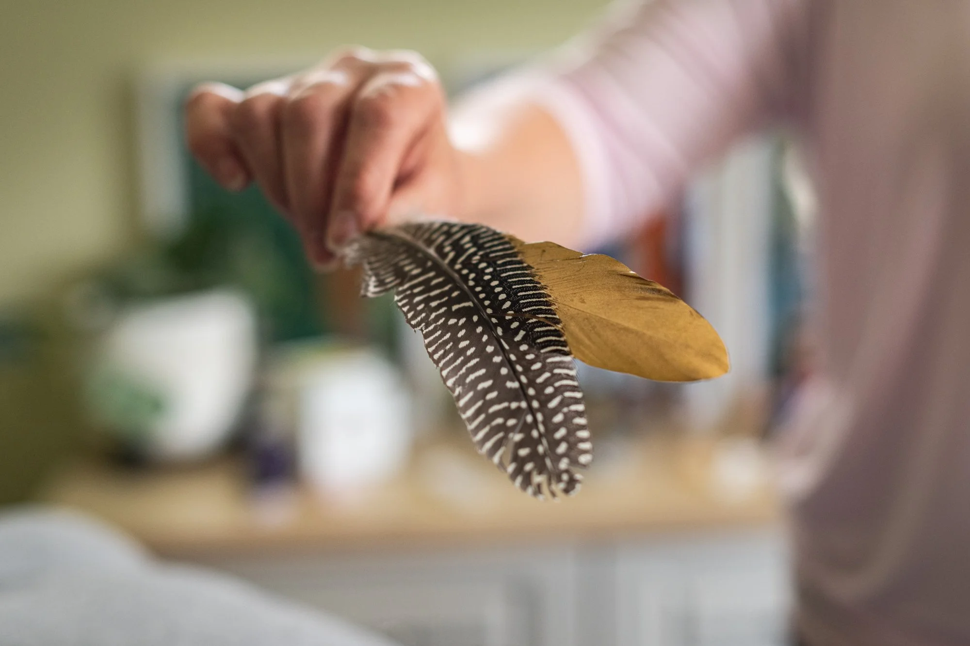 A person holding two feathers, one with black and white pattern and the other solid brown, in a blurred indoor setting.