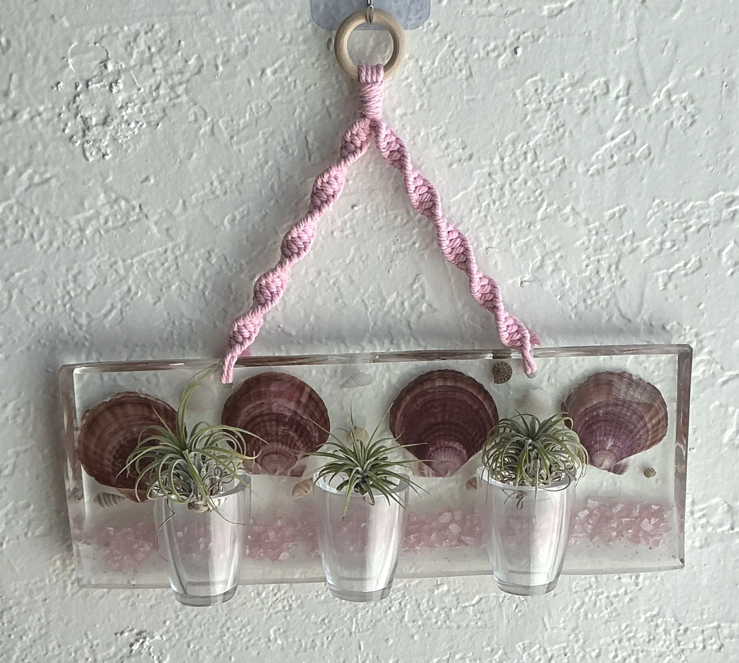 Coastal wall planter hanging against a light wall with three air plants displayed in the clear front vessels, showing one way the handmade piece can be used.
