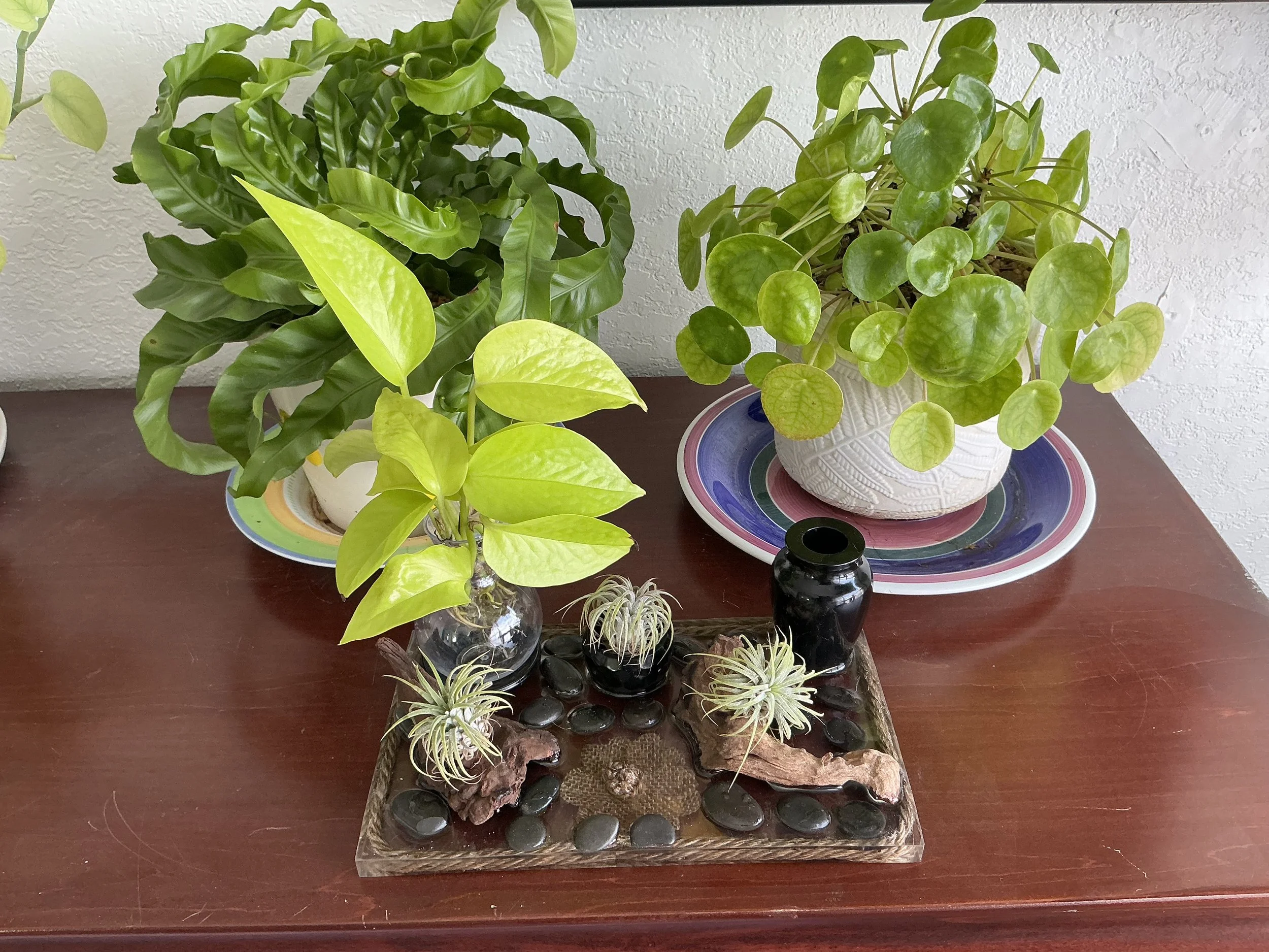 Living grove #10 lifestyle with other plants on dresser.jpeg