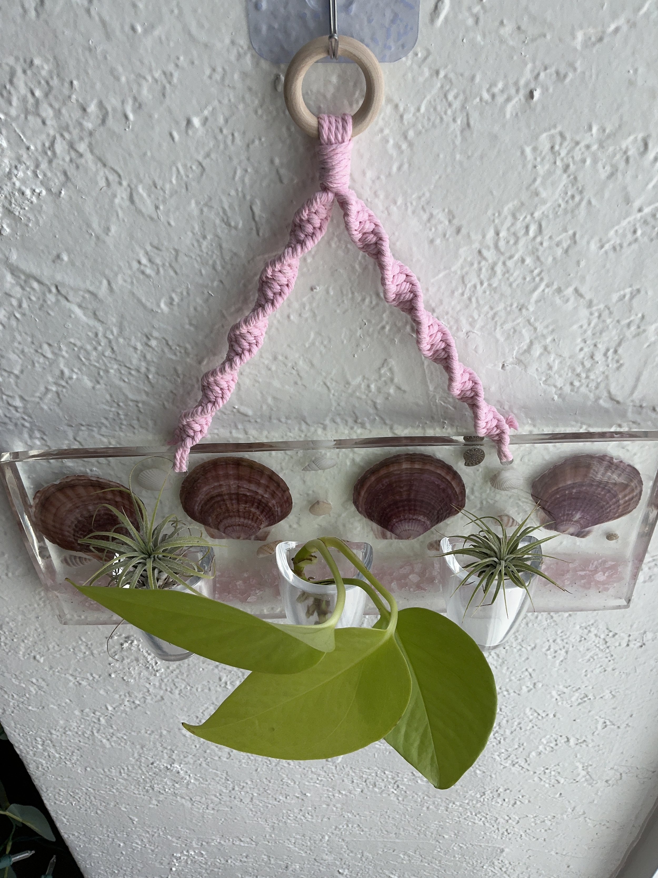 Hanging coastal plant station styled with air plants in the two outer vessels and a green pothos cutting in the center vessel to demonstrate mixed plant use.