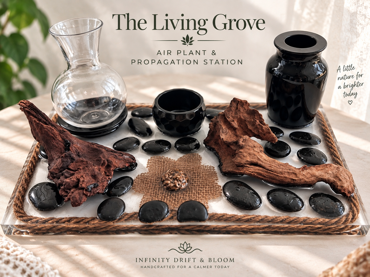 The Living Grove  Air Plant & Propagation Station