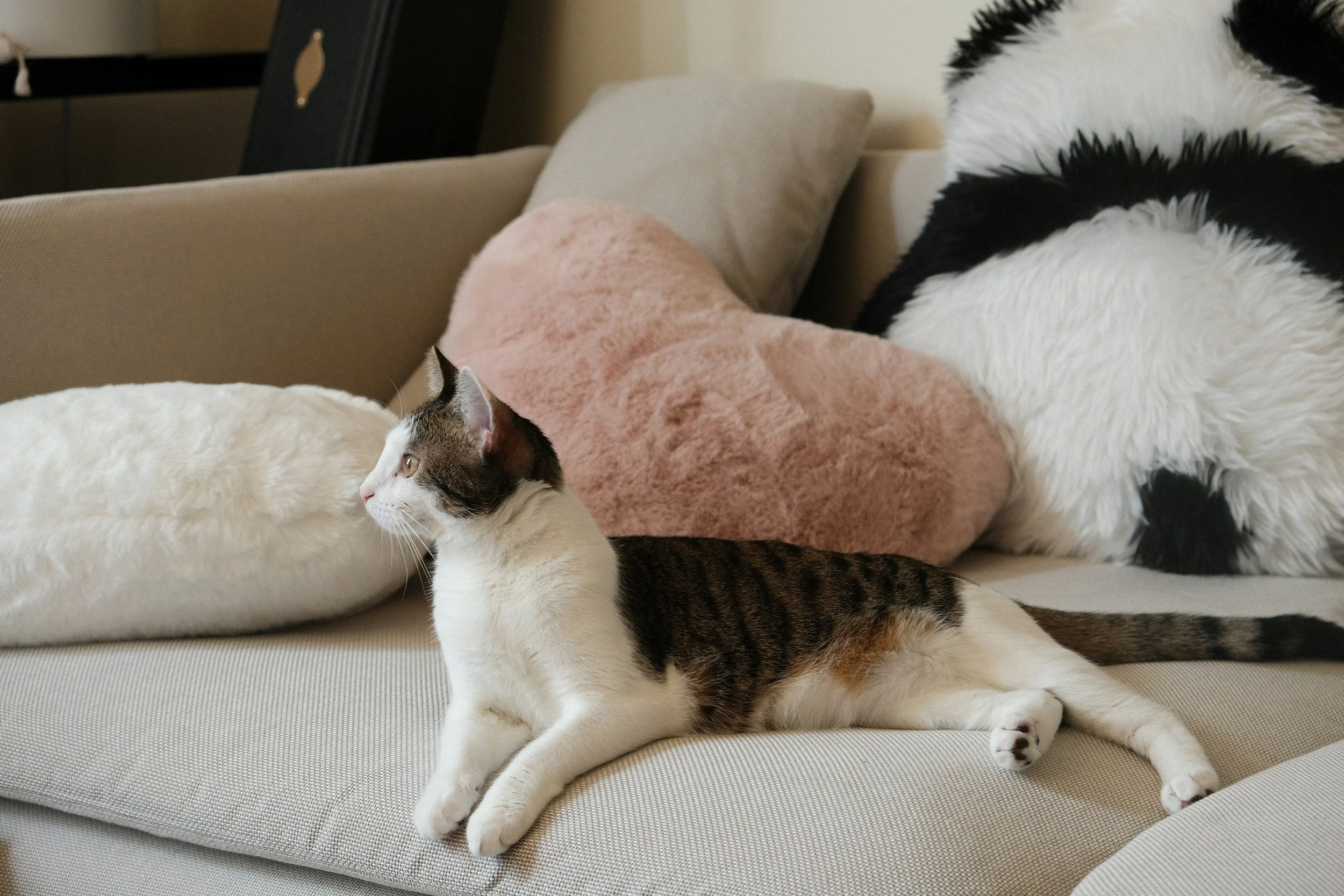 A white and brown tabby cat with yellow eyes sitting on a beige couch. Behind the cat, part of a large black and white sheep plush toy or blanket is visible, along with a pink fuzzy blanket and beige pillow. In the background, a black picture frame and a beige wall are seen.