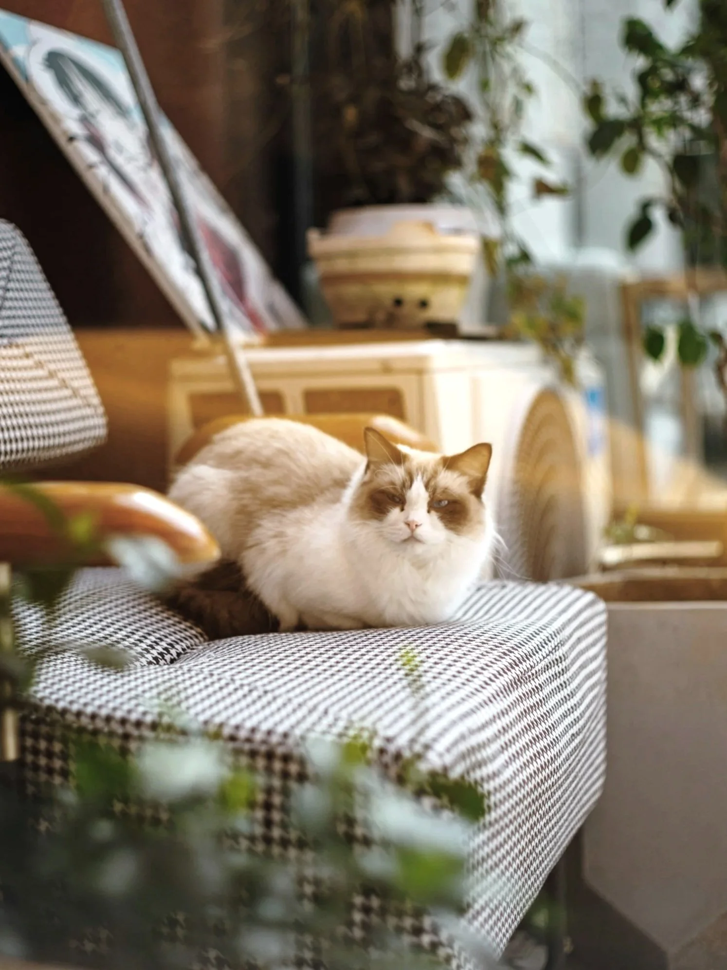 A fluffy white and brown cat resting on a checked fabric-covered chair in a cozy indoor setting with plants and furniture in the background.