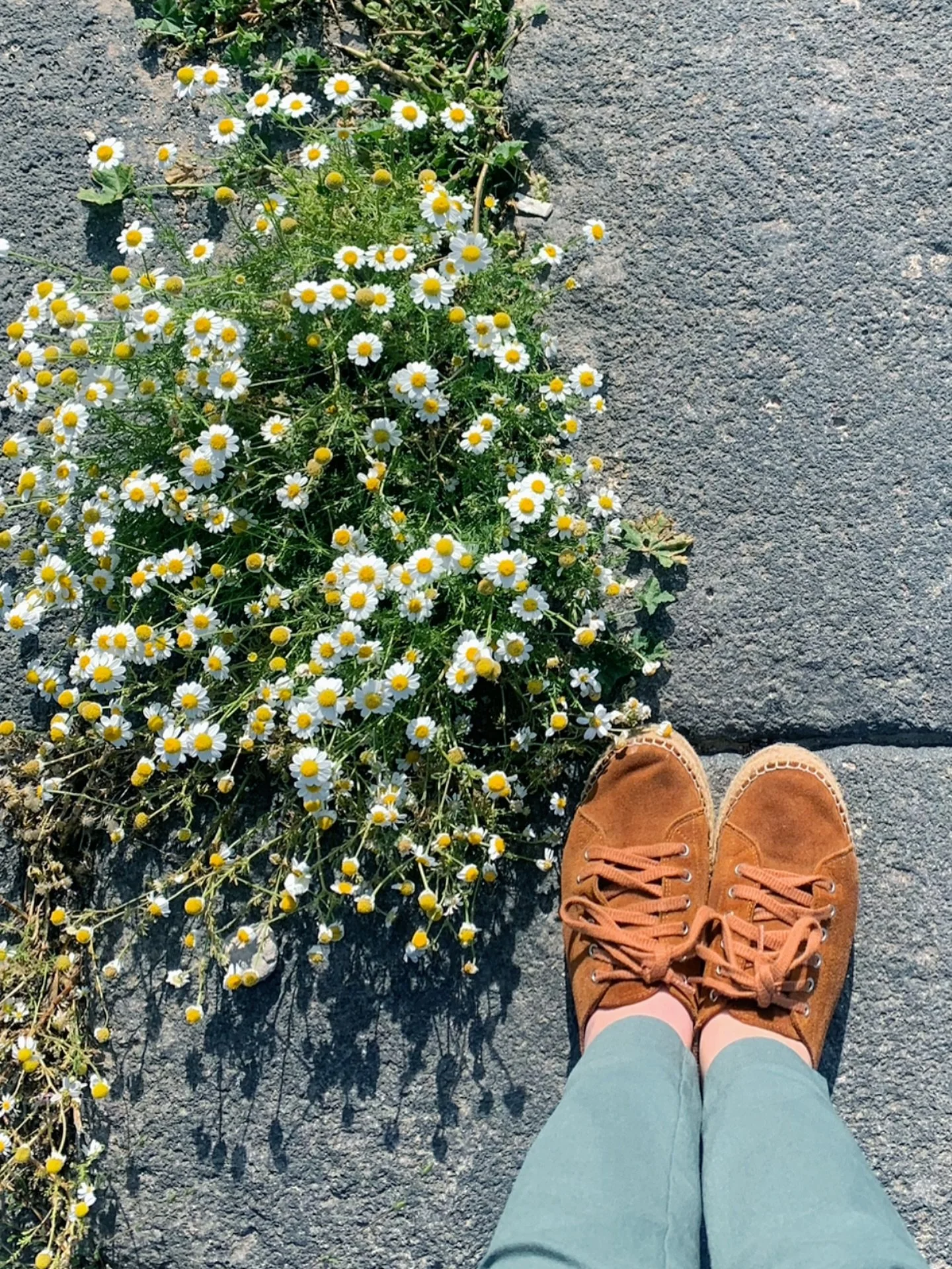 Amidst the cobblestones, daisies bloom. 🌿🌼 This is just a reminder that no matter what rollercoasters your business goes through, you&rsquo;ll always find a way to bloom, too. 

#wednesdaywisdom - or something like that! 😎