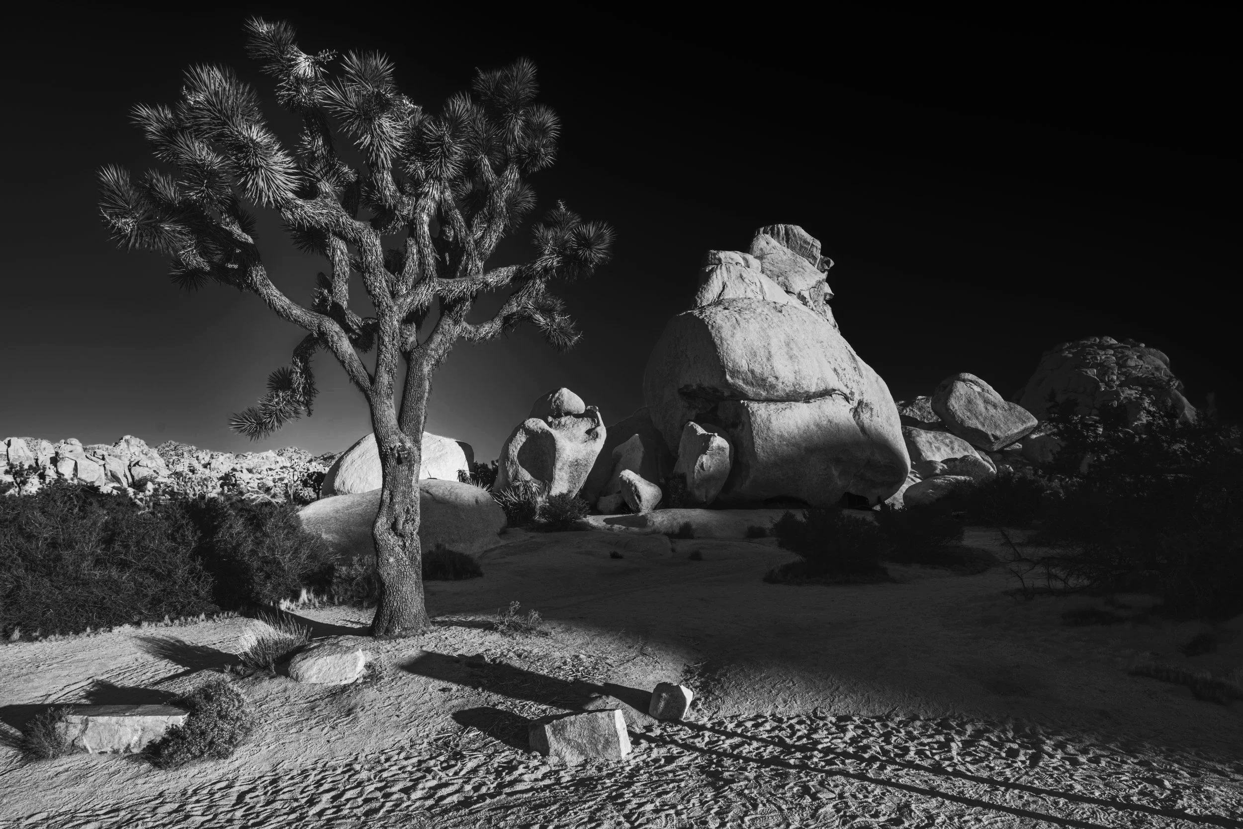 Joshua+Tree_L1020769-Edit-Edit.jpg