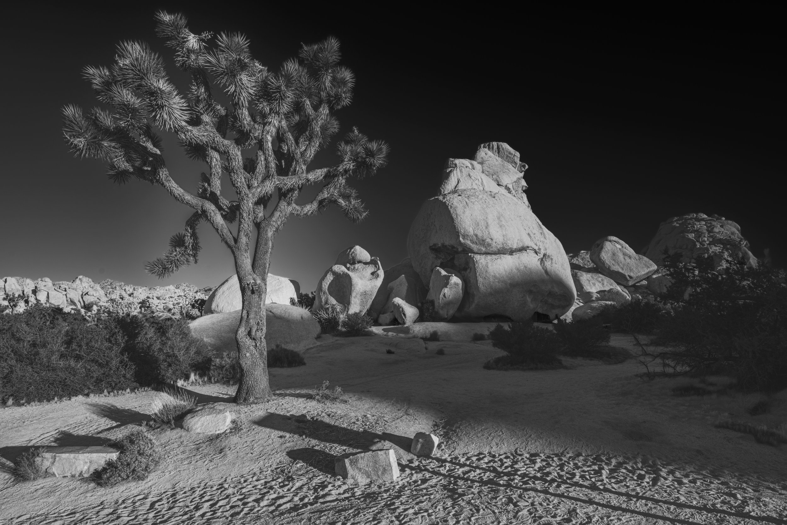 Joshua Tree_L1020769-Edit-Edit.jpg