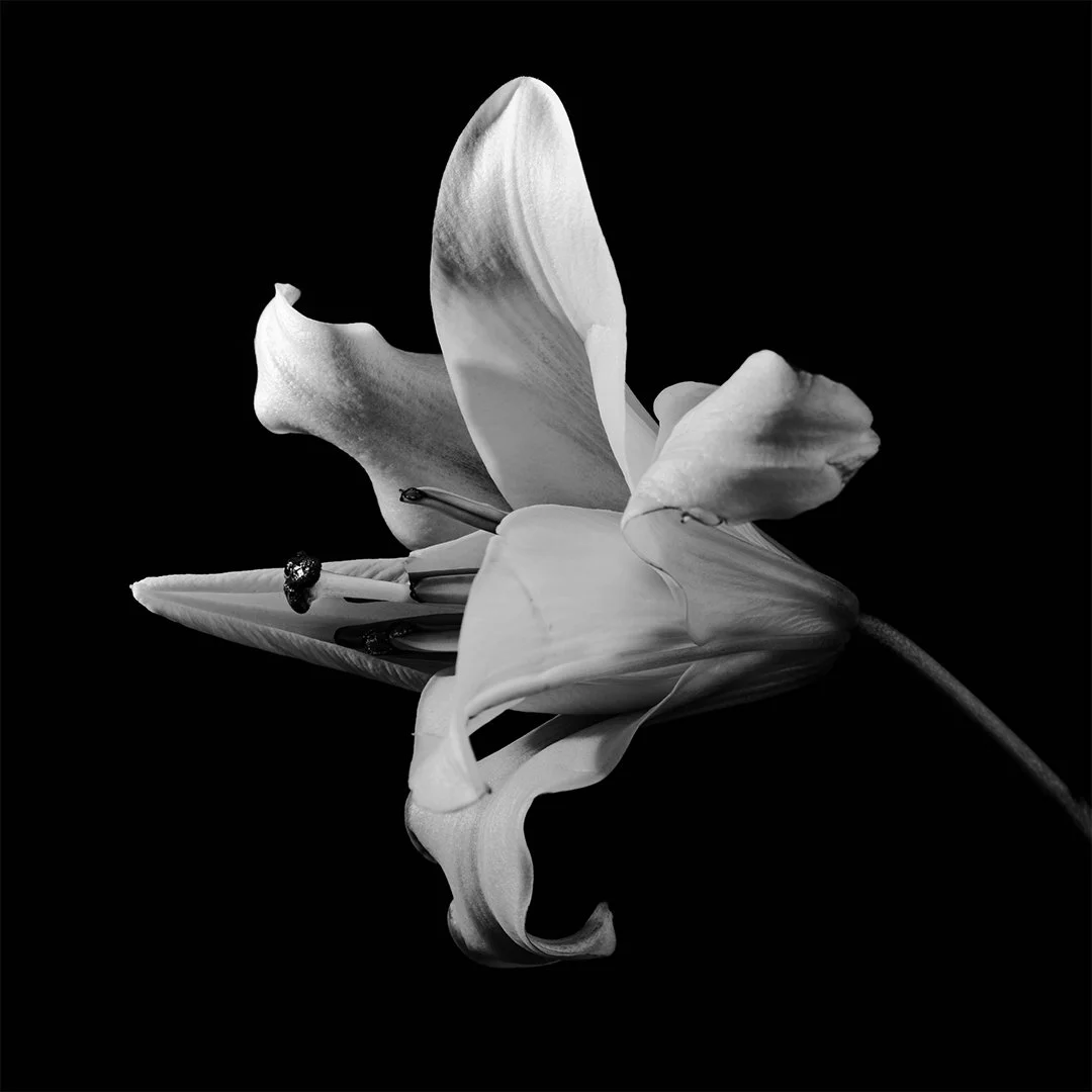 Mapplethorpe.jpg