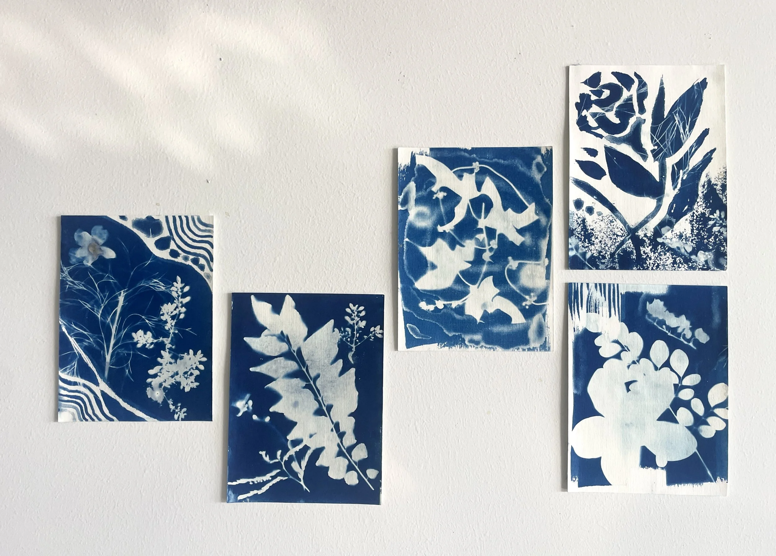 Cyanotype Art - made with plants, sunlight and chemical solution