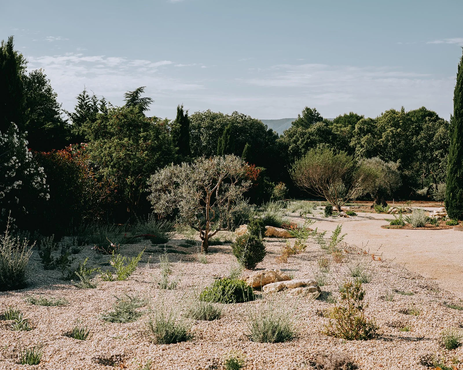 Créer son jardin méditerrannéen : les conseils d’un paysagiste en Provence