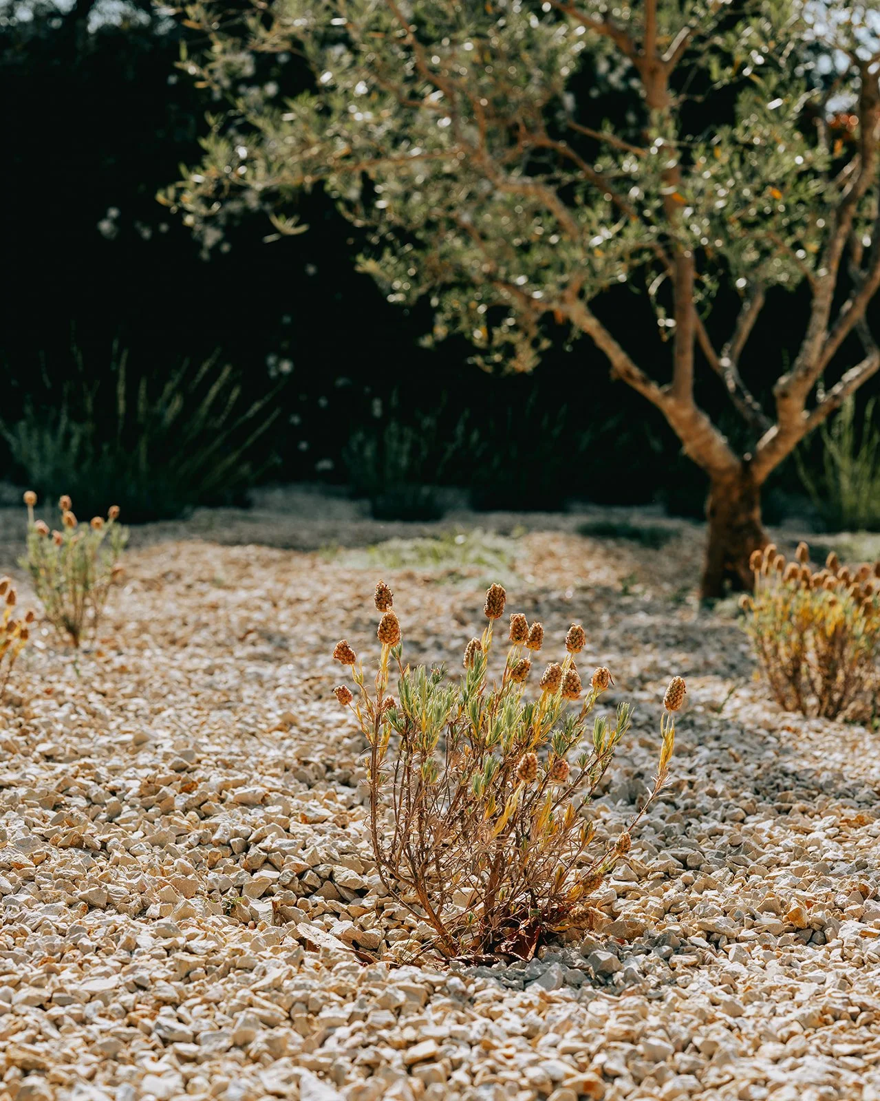 hotespot-conciergerie-provence-luberon-raphaelmathieu-paysagiste-oppede-robion-2606 (54).jpg