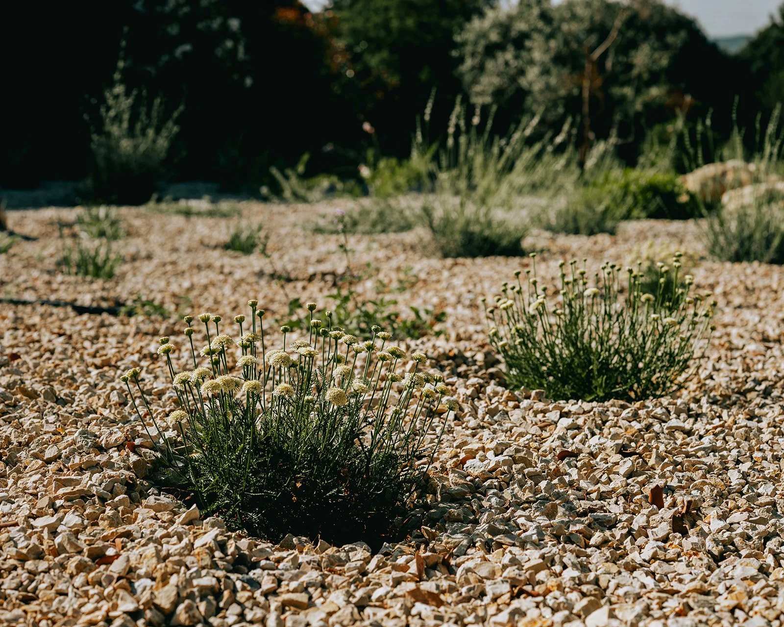 hotespot-conciergerie-provence-luberon-raphaelmathieu-paysagiste-oppede-robion-2606 (44).jpg
