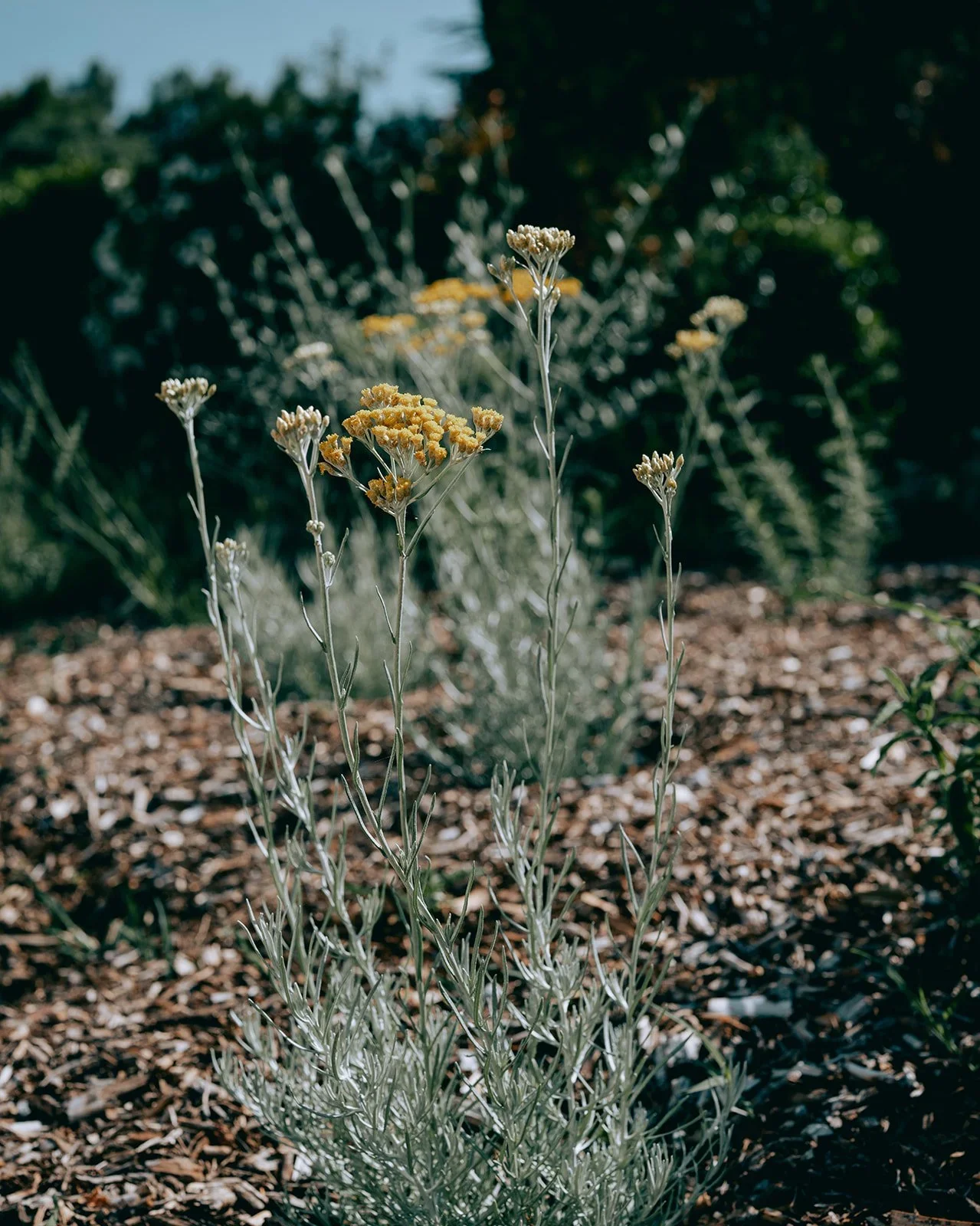 NATURE