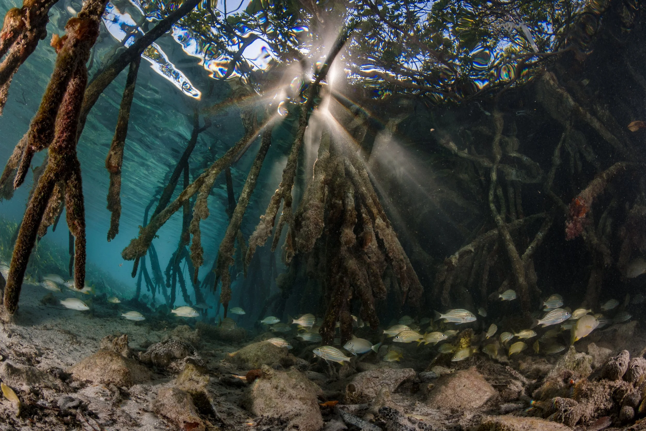 Carbon stored in mangrove ecosystems