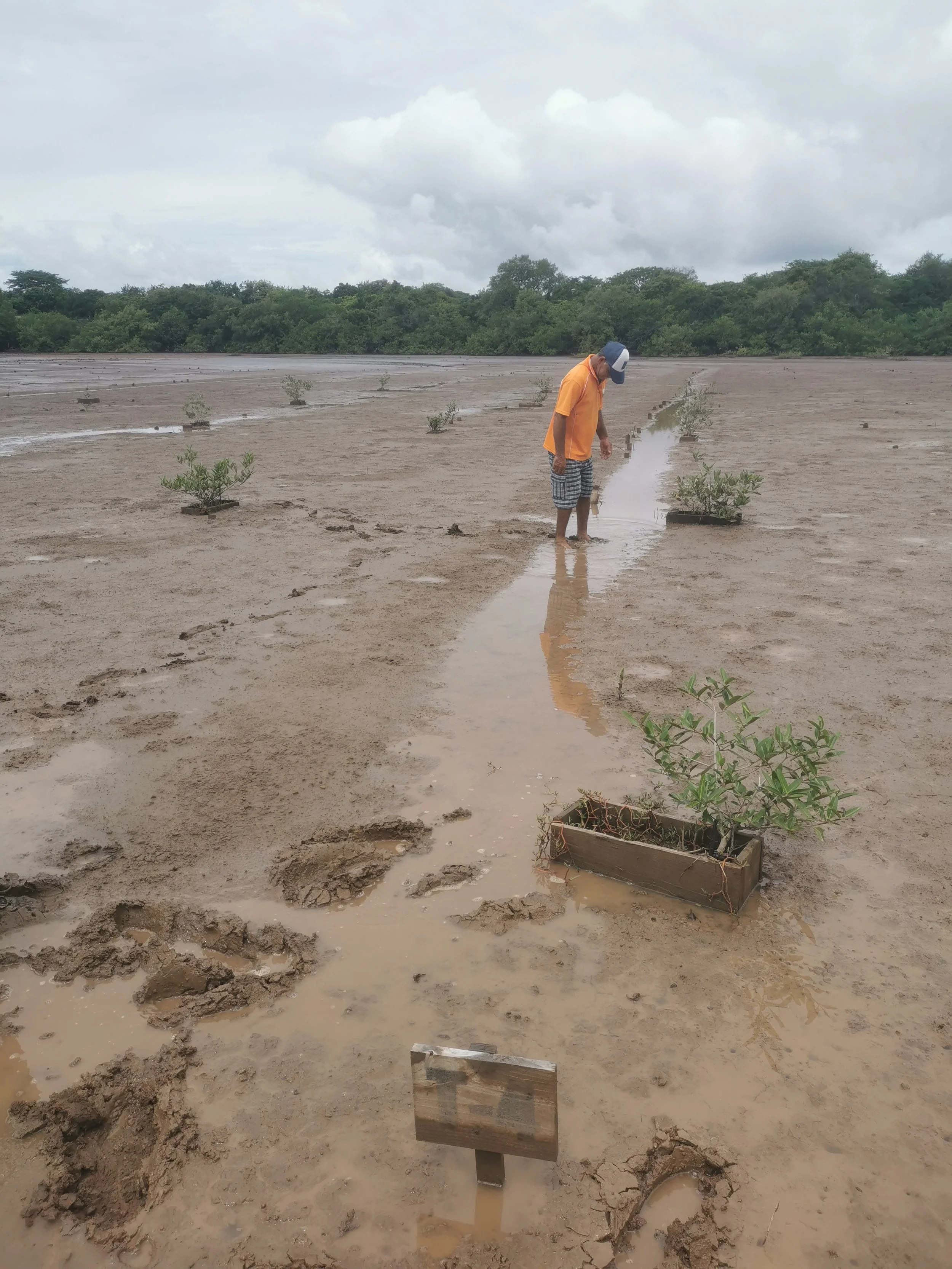 Deforested mangrove area in Panama that needs to be replanted