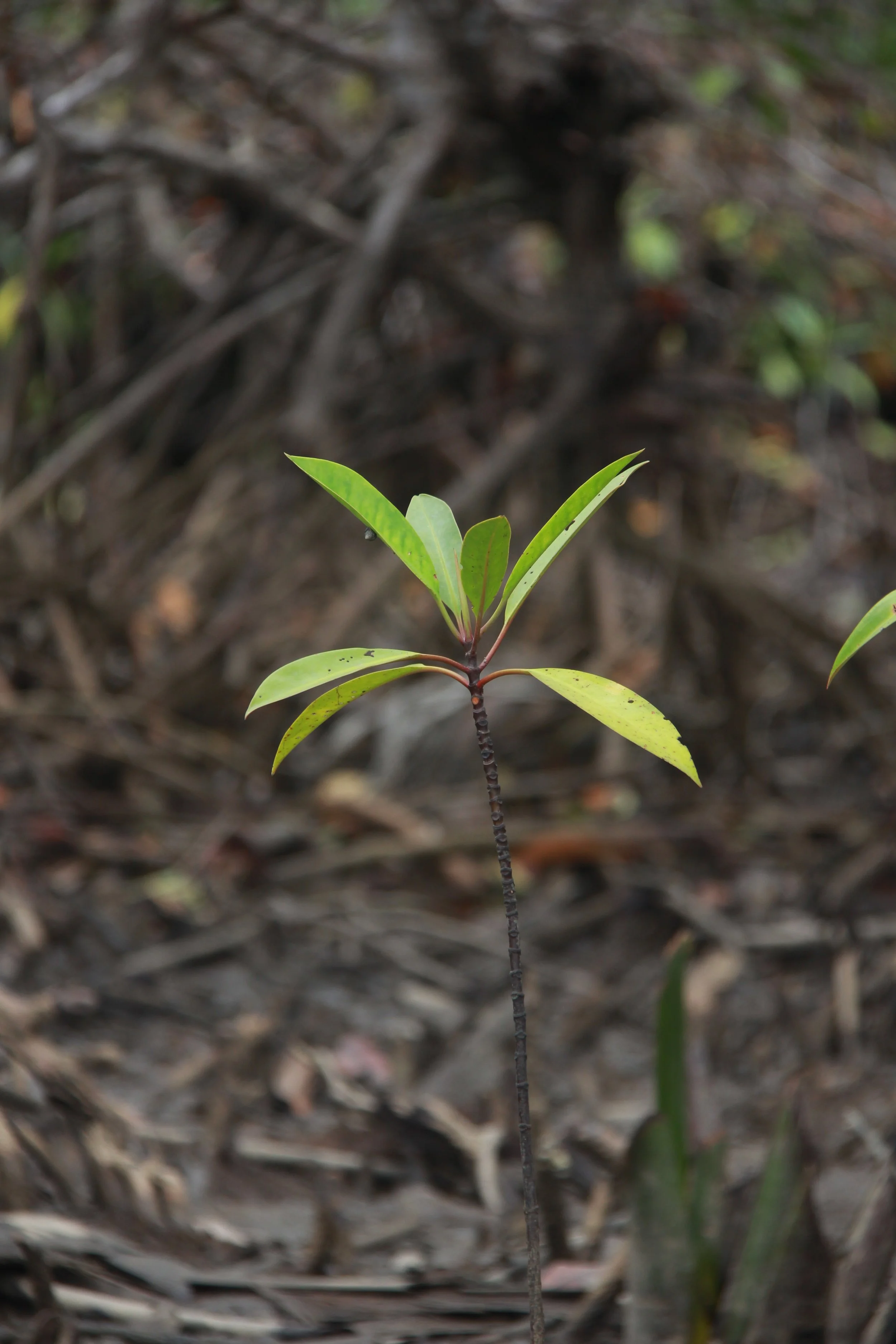 Trees restored and protected