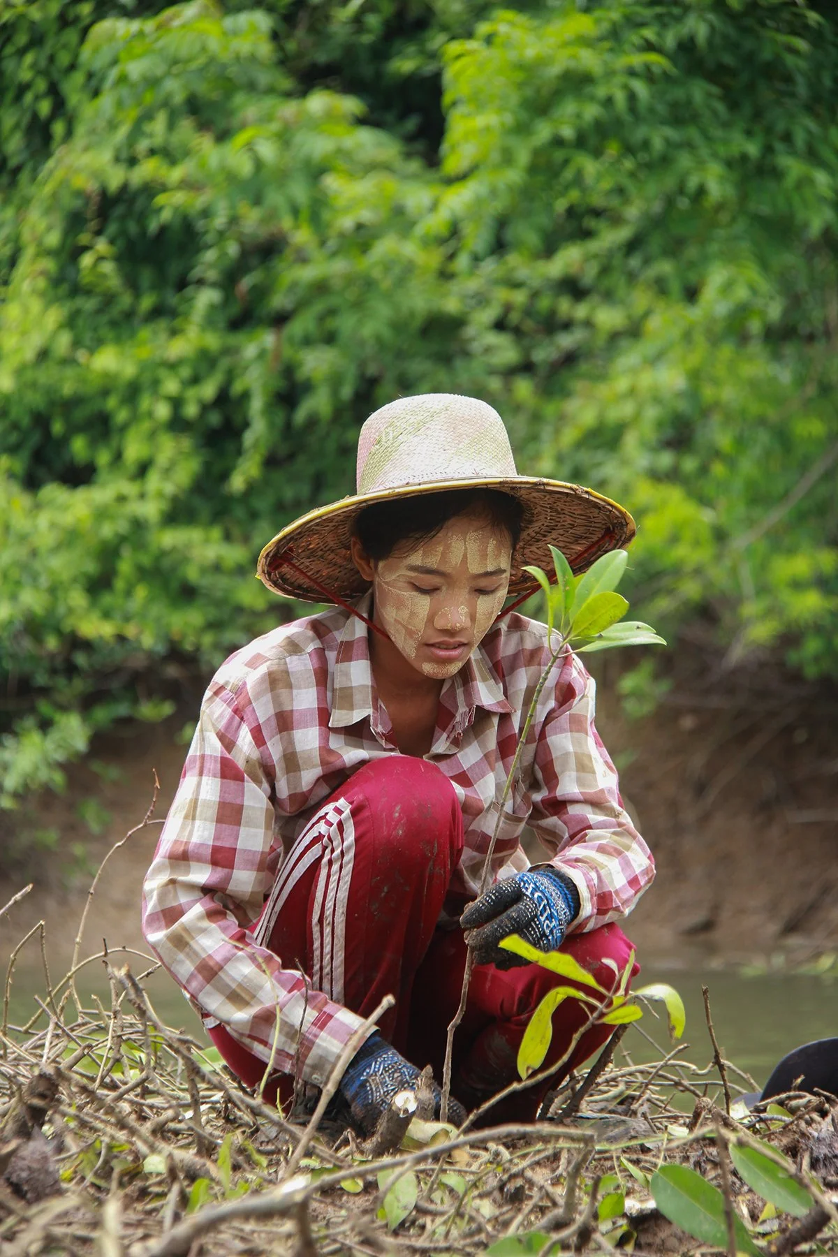 Community members planting mangrove trees in Panama as part of the Trees for Life coastal restoration project.