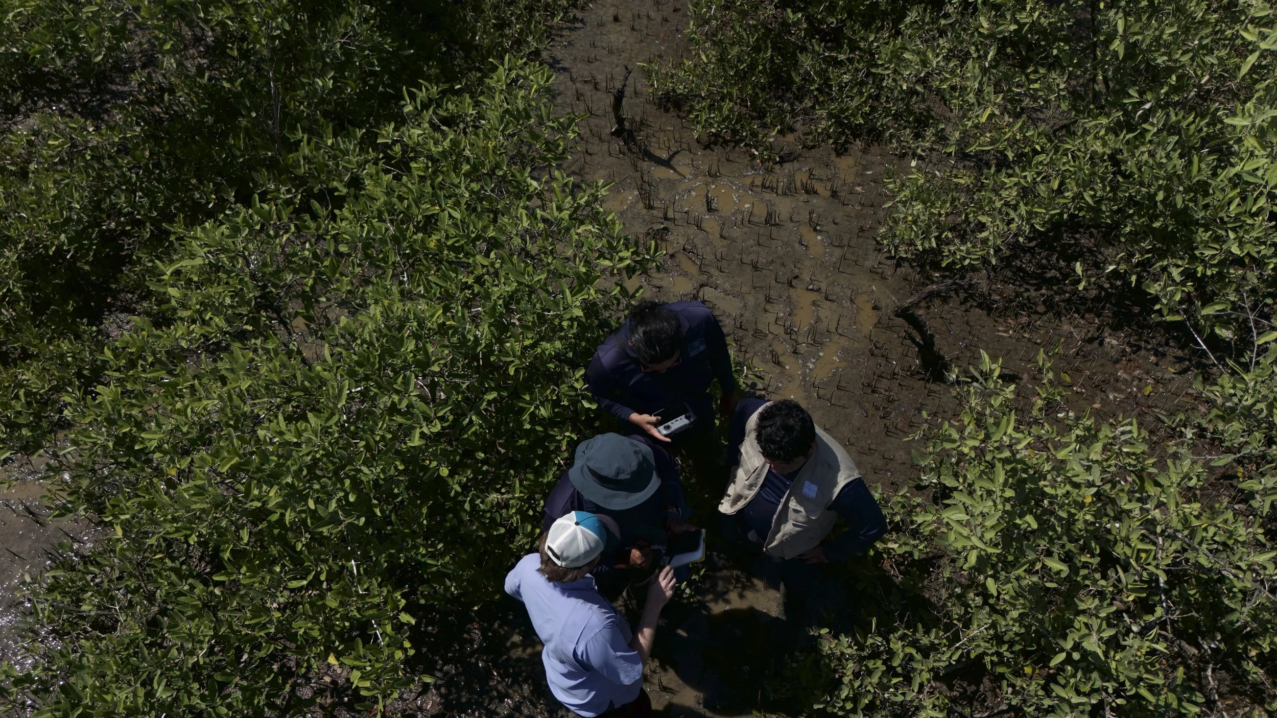 Representatives conducting mangrove field research in Panama